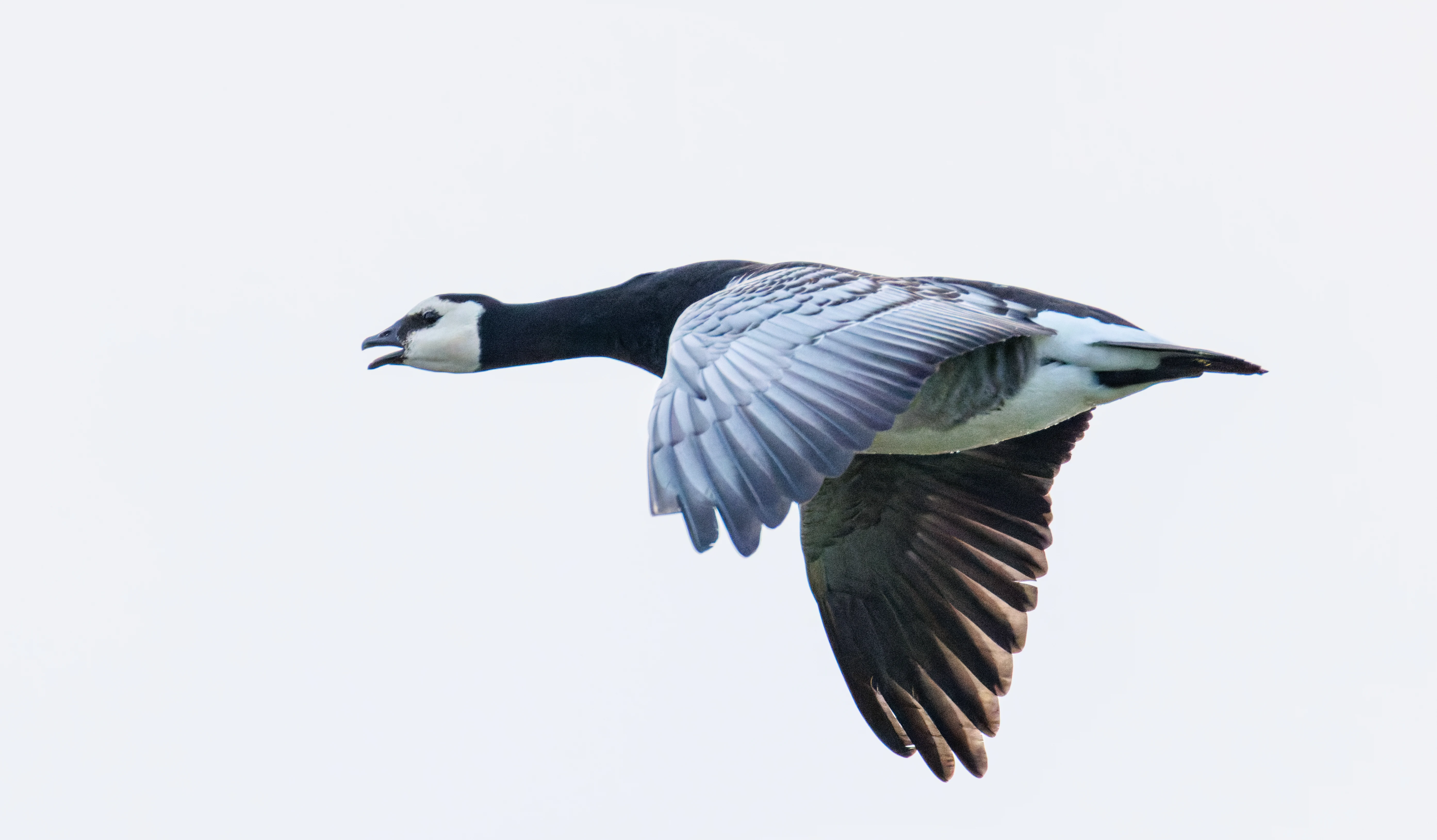 Barnacle Goose, Zeeland, Netherlands — photo by Orlando Prugel-Bennett