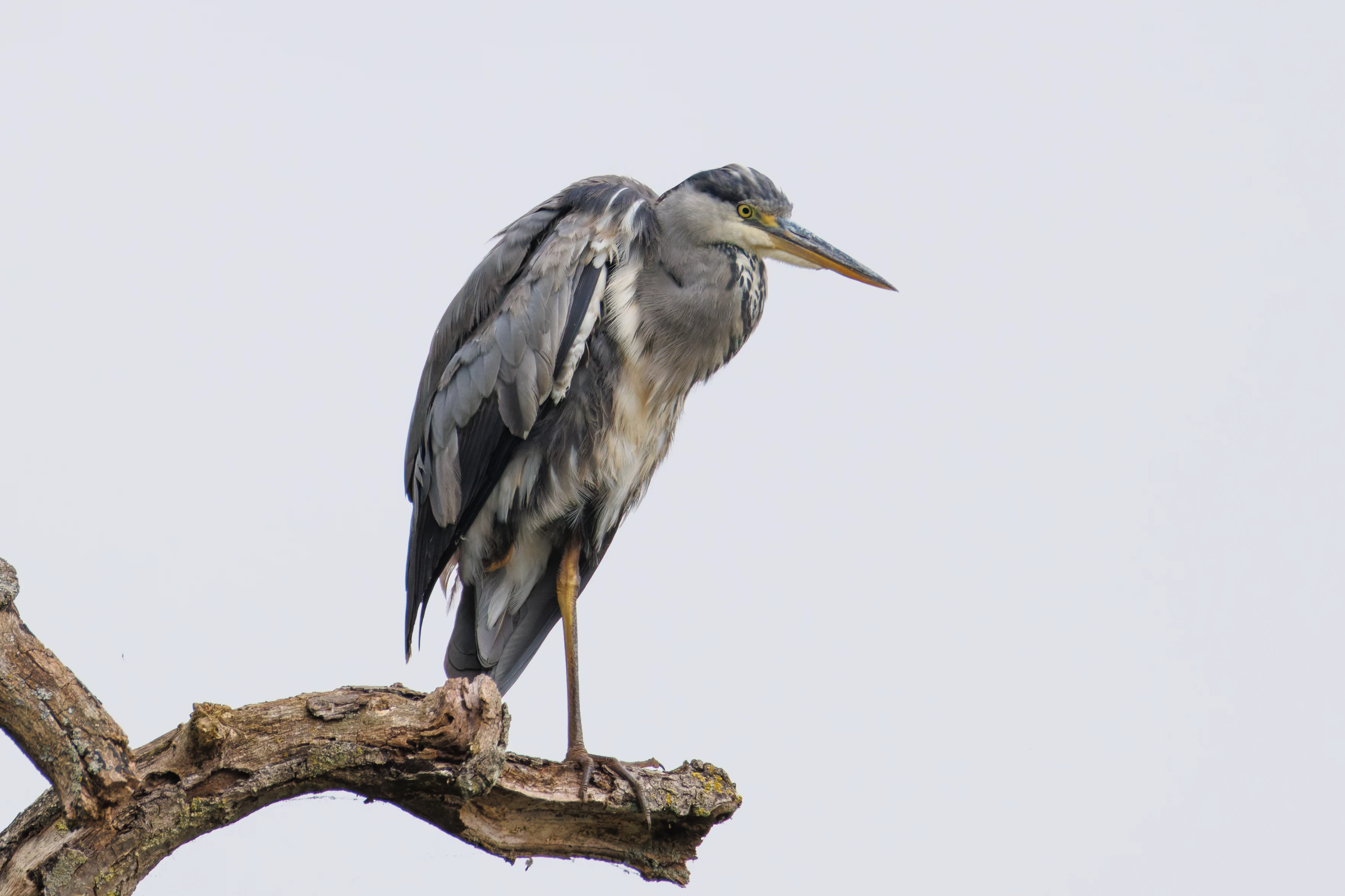 Grey Heron, Dogmersfield, Hampshire, UK — photo by Orlando Prugel-Bennett