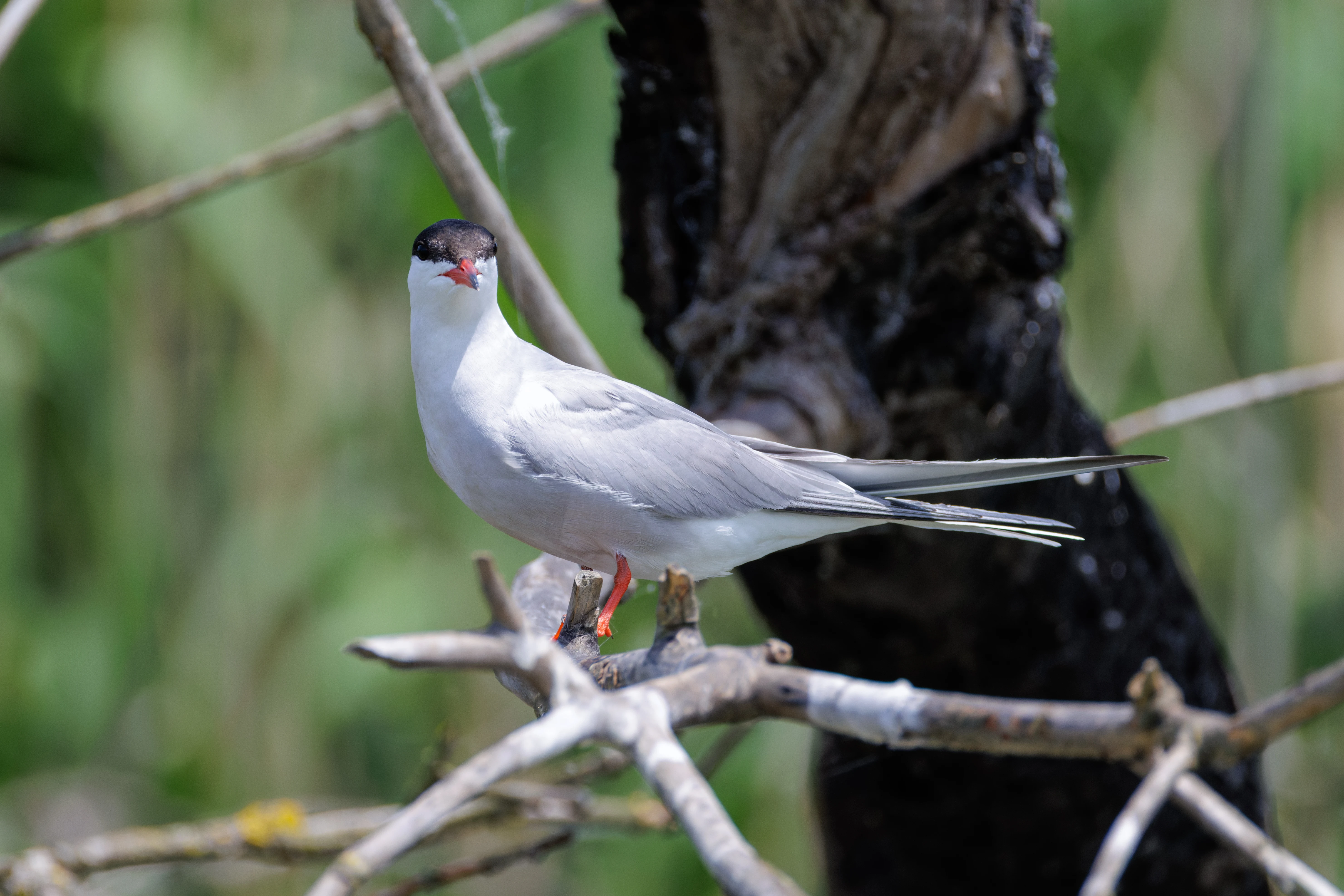 Common Tern, Danube Delta, Romania — photo by Orlando Prugel-Bennett