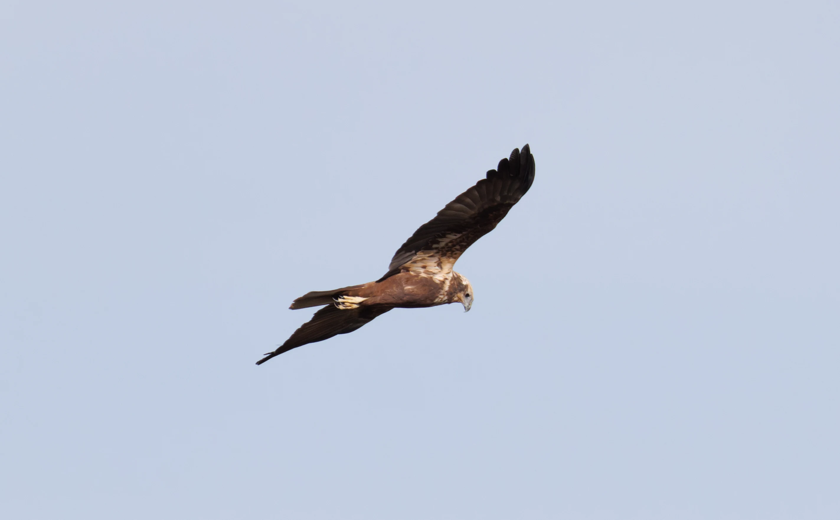 Western Marsh Harrier, El Hondo, Spain — photo by Orlando Prugel-Bennett