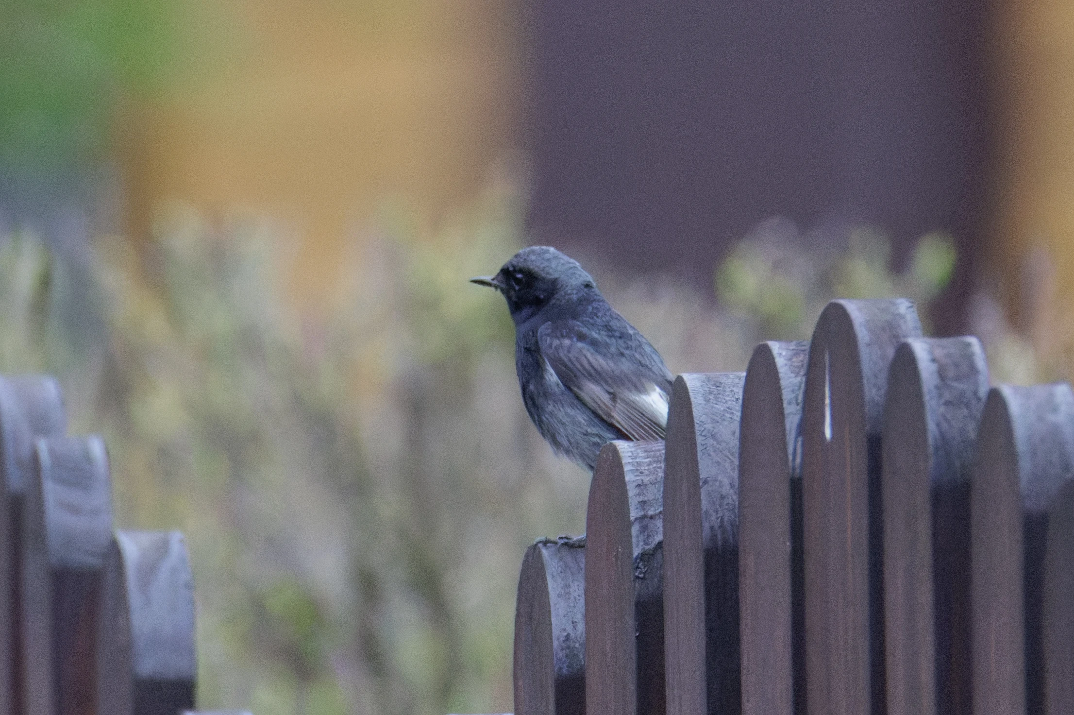 Black Redstart, Transylvania, Romania — photo by Orlando Prugel-Bennett