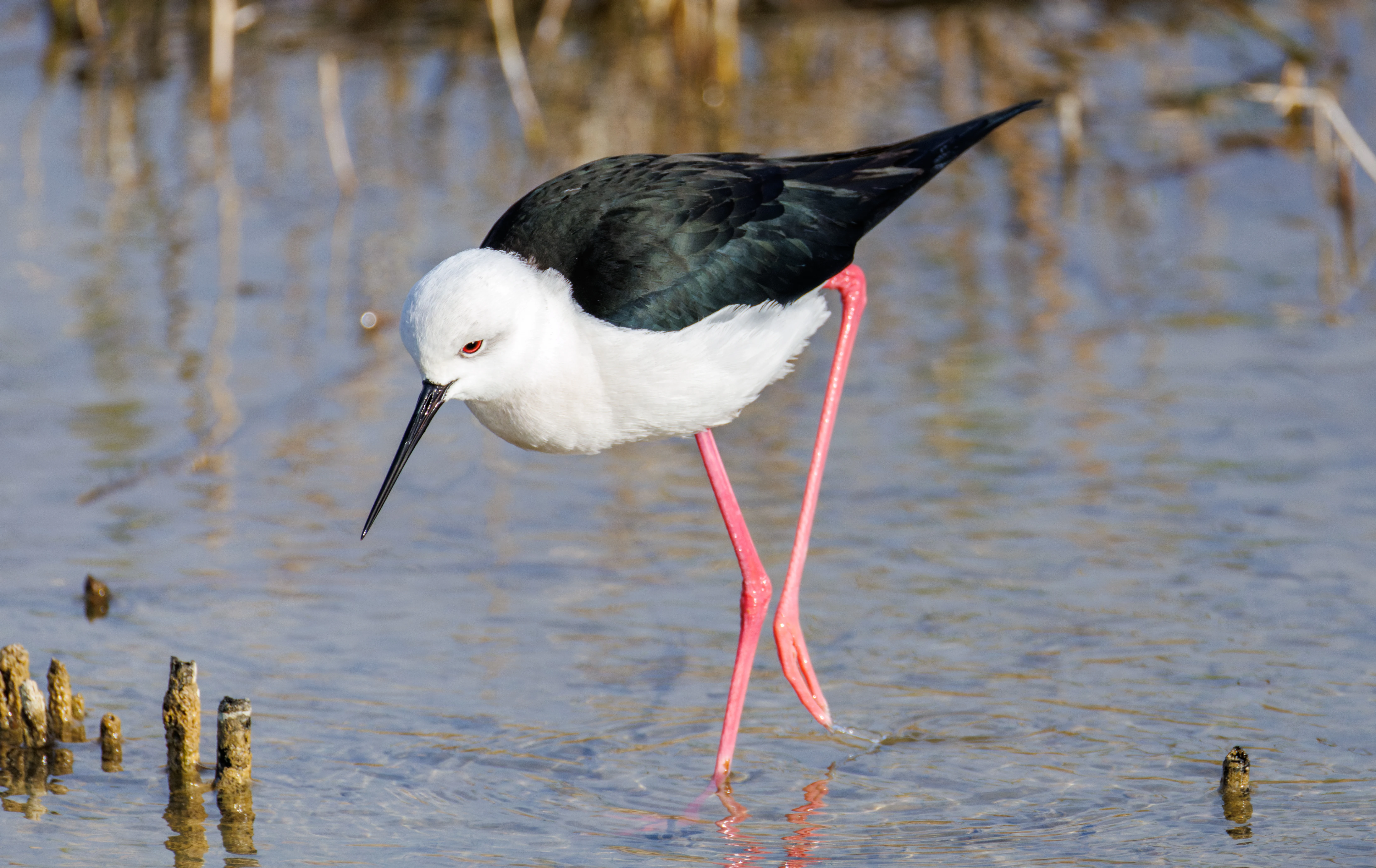 Black-winged Stilt, El Hondo, Spain — photo by Orlando Prugel-Bennett