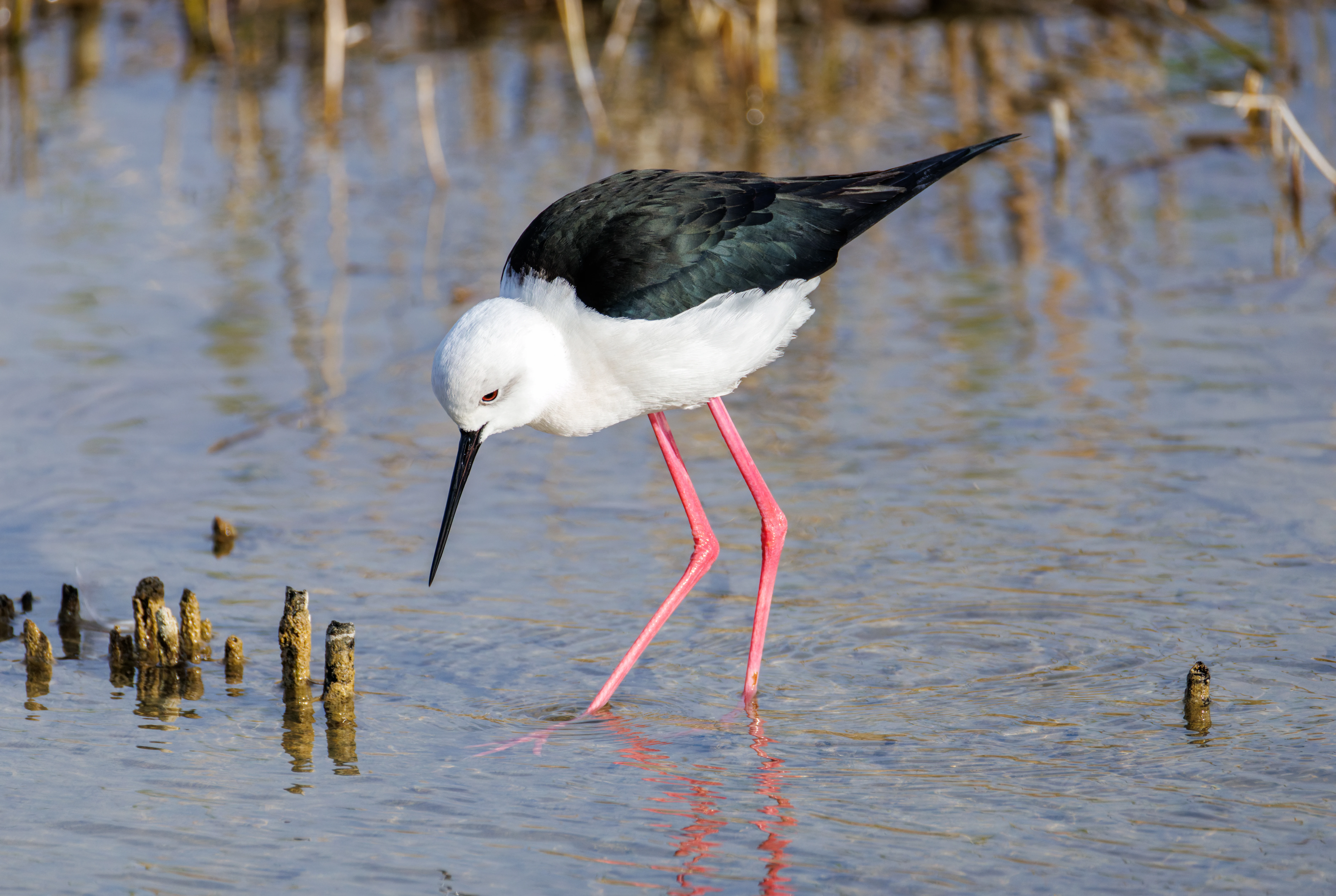 Black-winged Stilt, El Hondo, Spain — photo by Orlando Prugel-Bennett