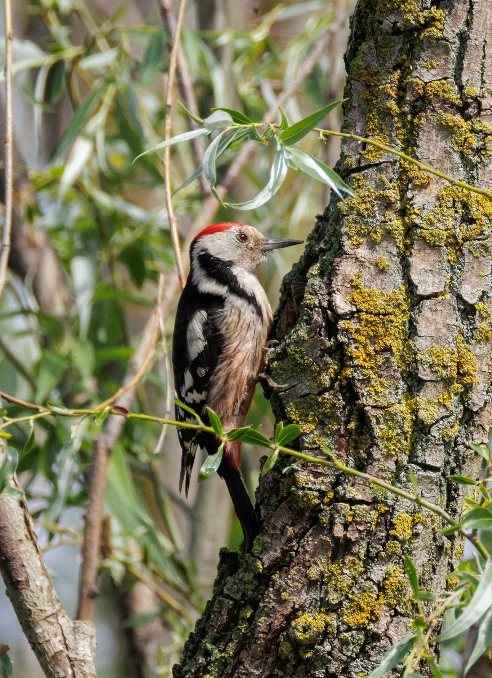Middle Spotted Woodpecker, Danube Delta, Romania — photo by Orlando Prugel-Bennett