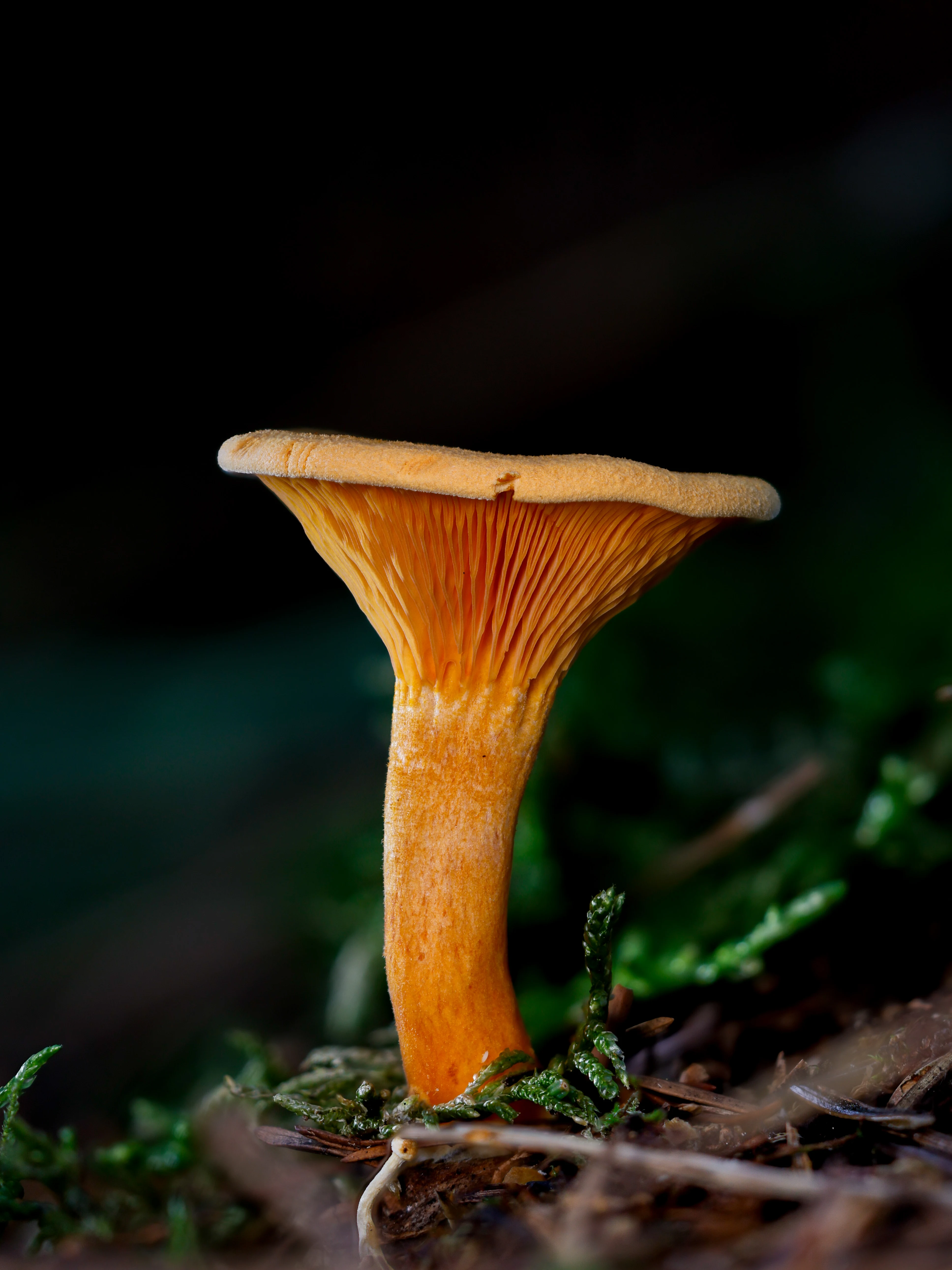 Chanterelle, Hawkhill Enclosure, Hampshire, UK — photo by Orlando Prugel-Bennett