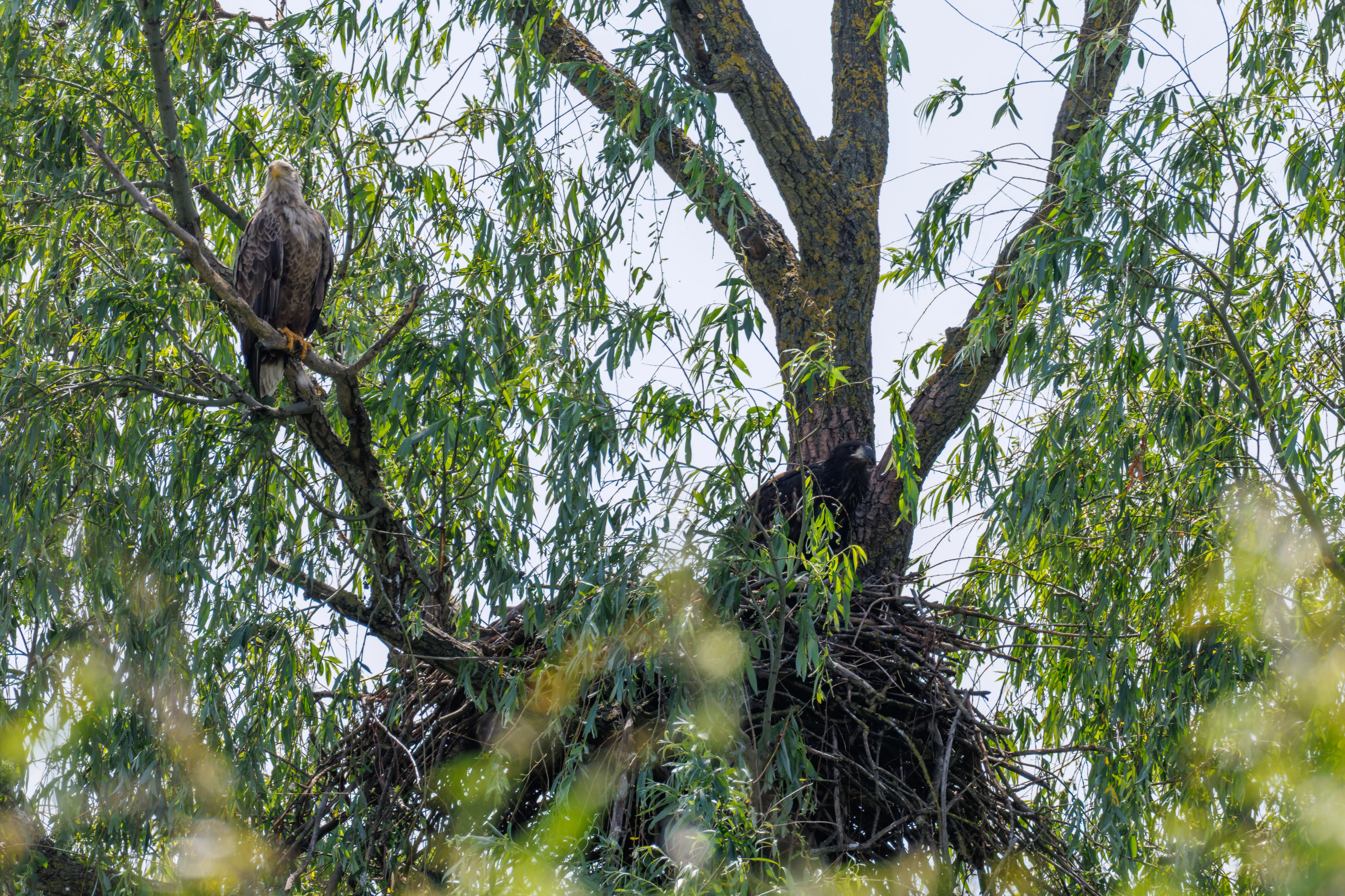 White-tailed Eagle on nest, Danube Delta, Romania — photo by Orlando Prugel-Bennett