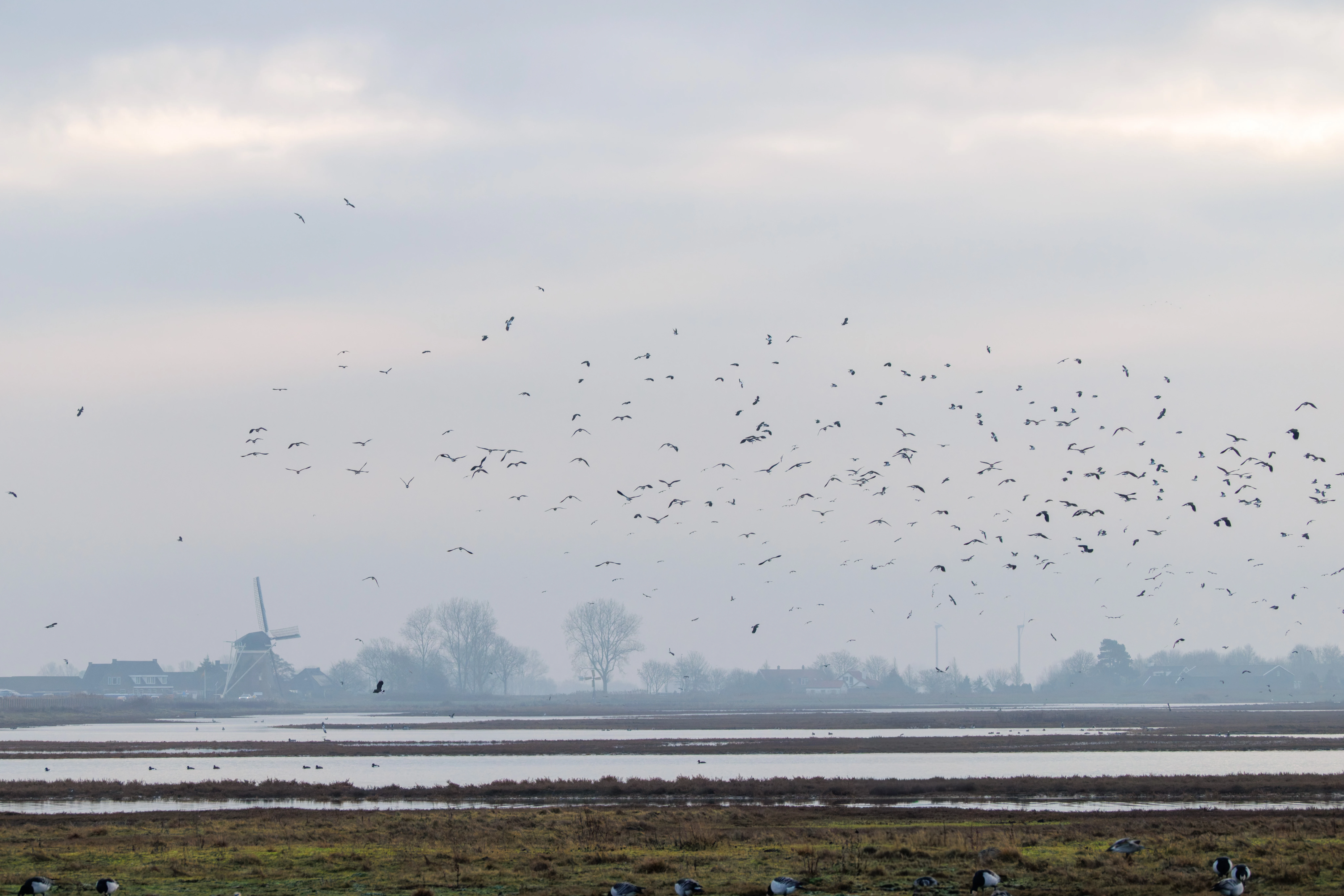 Barnacle Geese and flock, Zeeland, Netherlands — photo by Orlando Prugel-Bennett