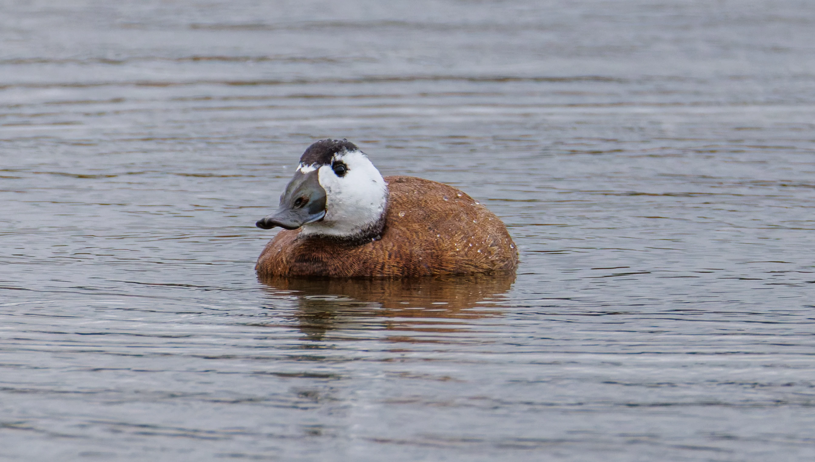 White Headed Duck, Clot de Galvany, Alicante, Spain — photo by Orlando Prugel-Bennett