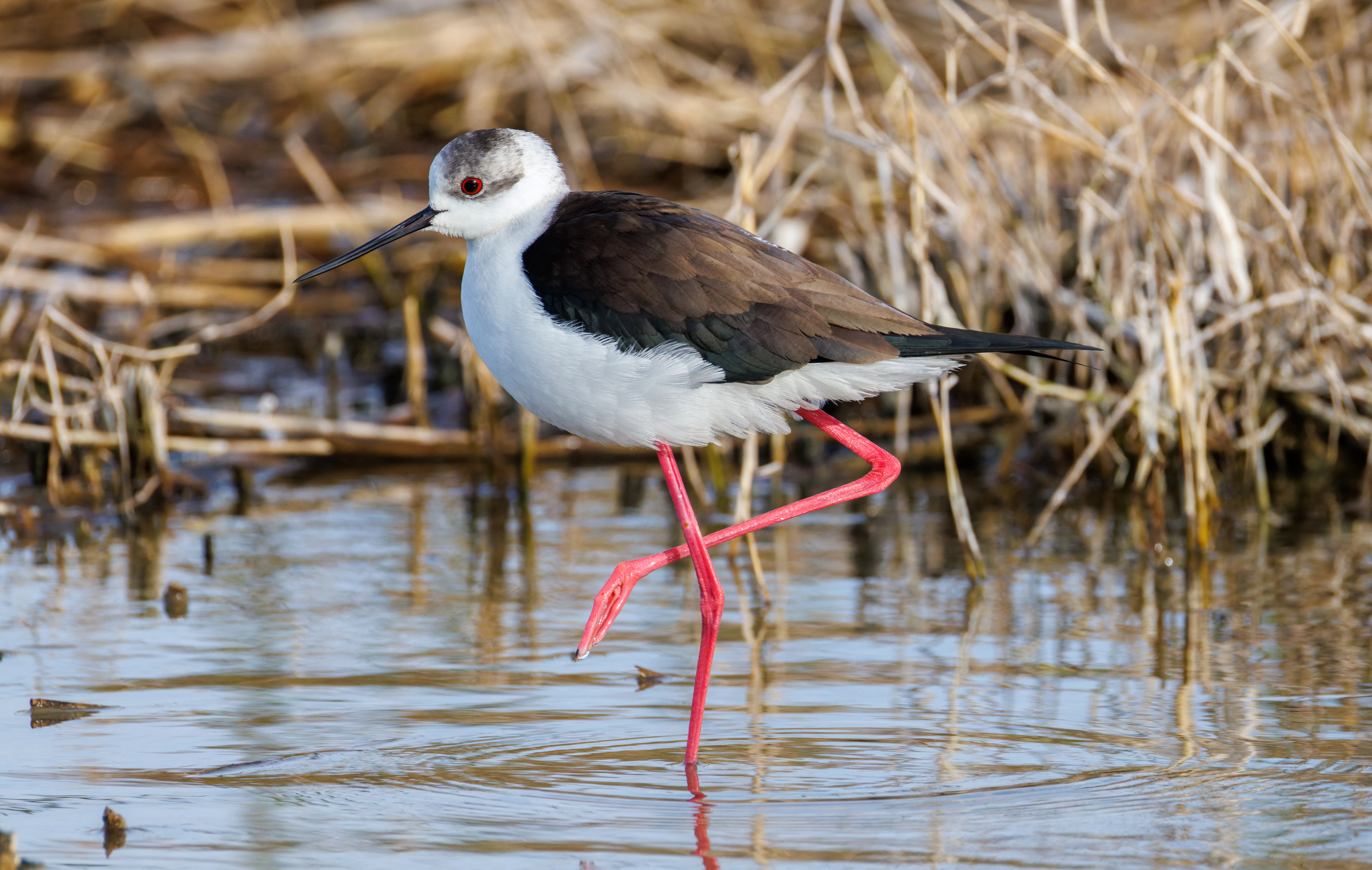 Black-winged Stilt, El Hondo, Spain — photo by Orlando Prugel-Bennett
