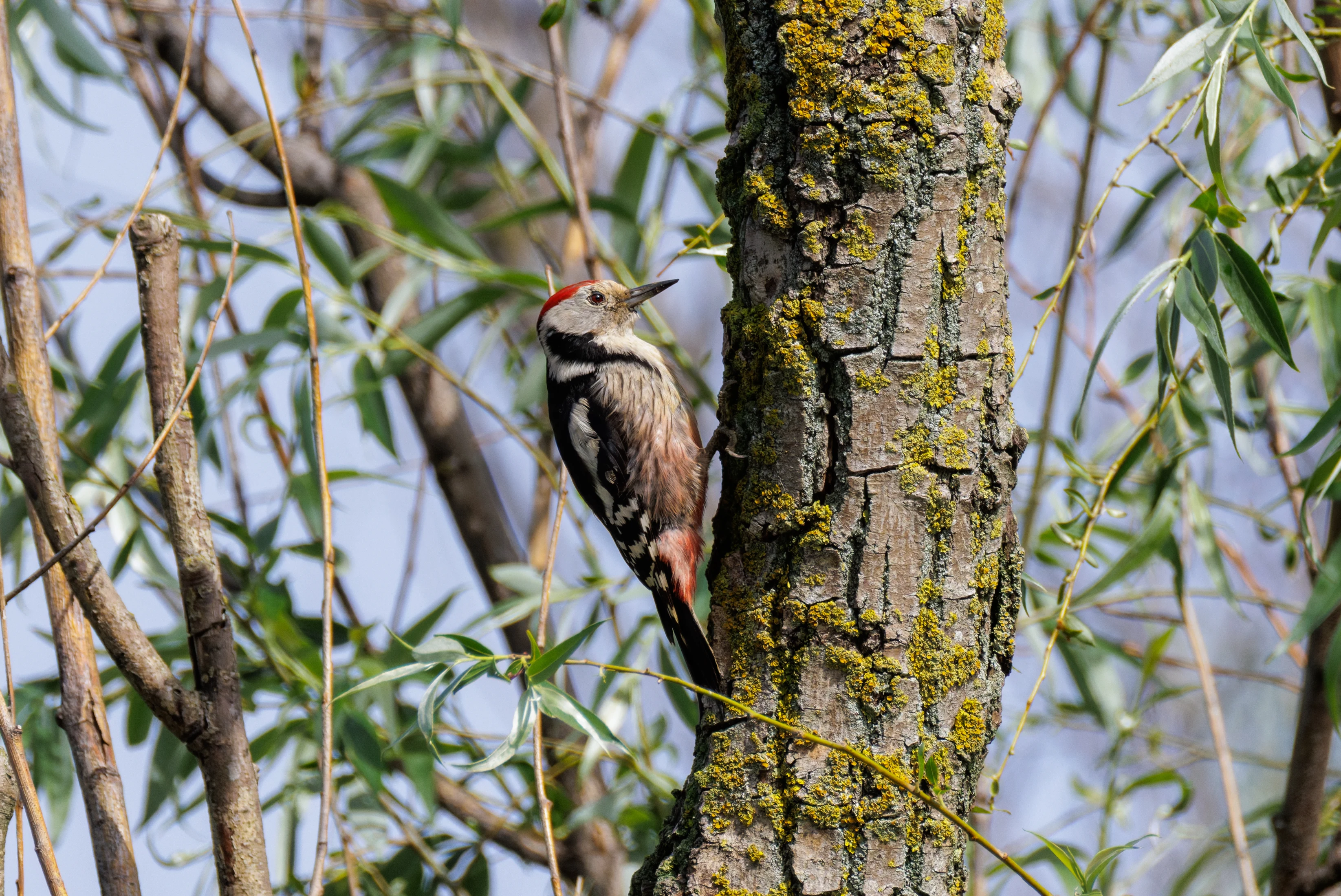 Middle Spotted Woodpecker, Danube Delta, Romania — photo by Orlando Prugel-Bennett
