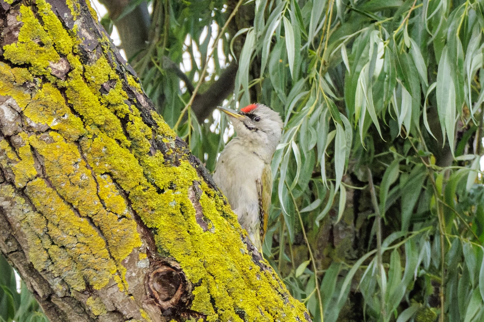 Grey-headed Woodpecker, Danube Delta, Romania — photo by Orlando Prugel-Bennett