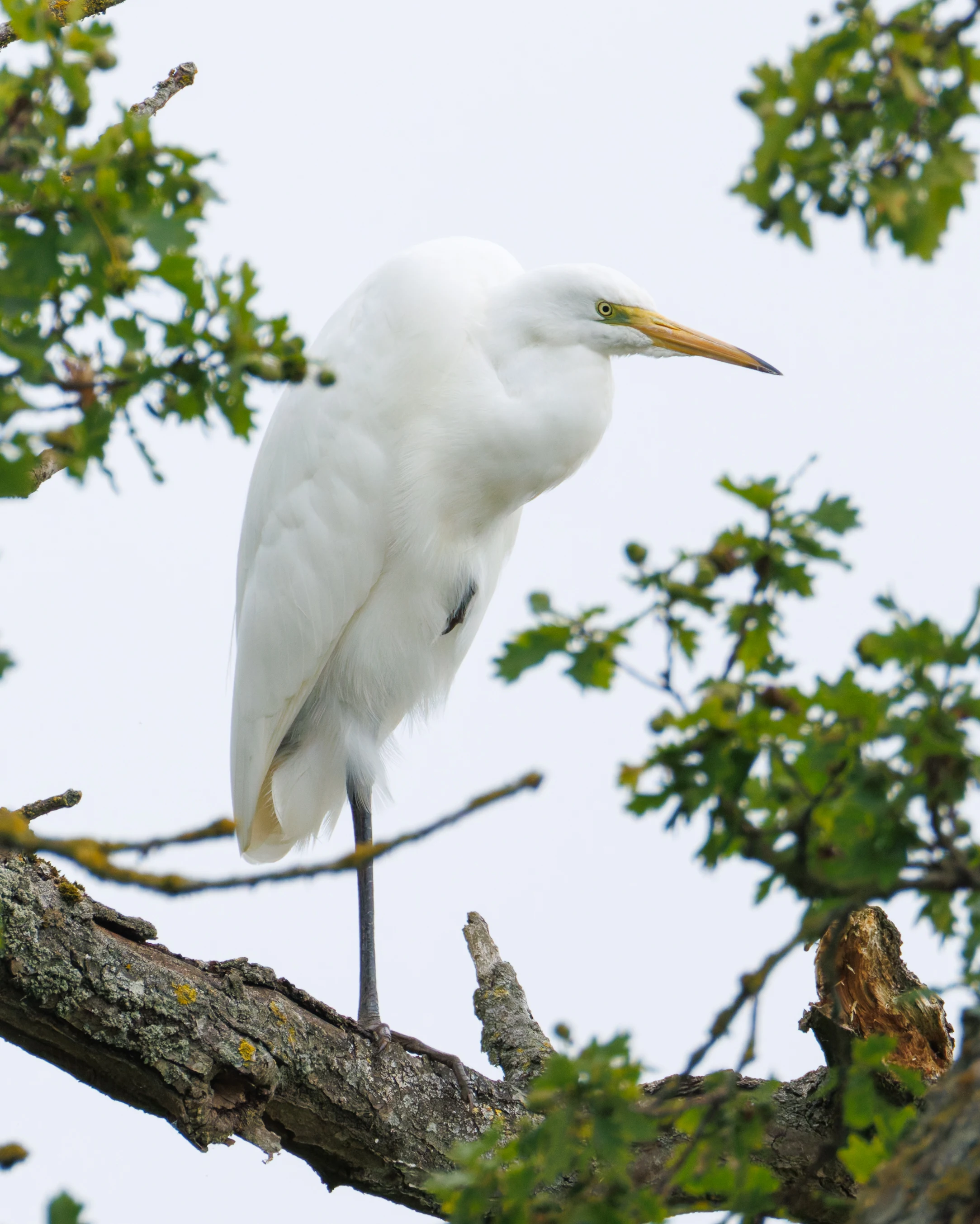 Great Egret, Dogmersfield, Hampshire, UK — photo by Orlando Prugel-Bennett