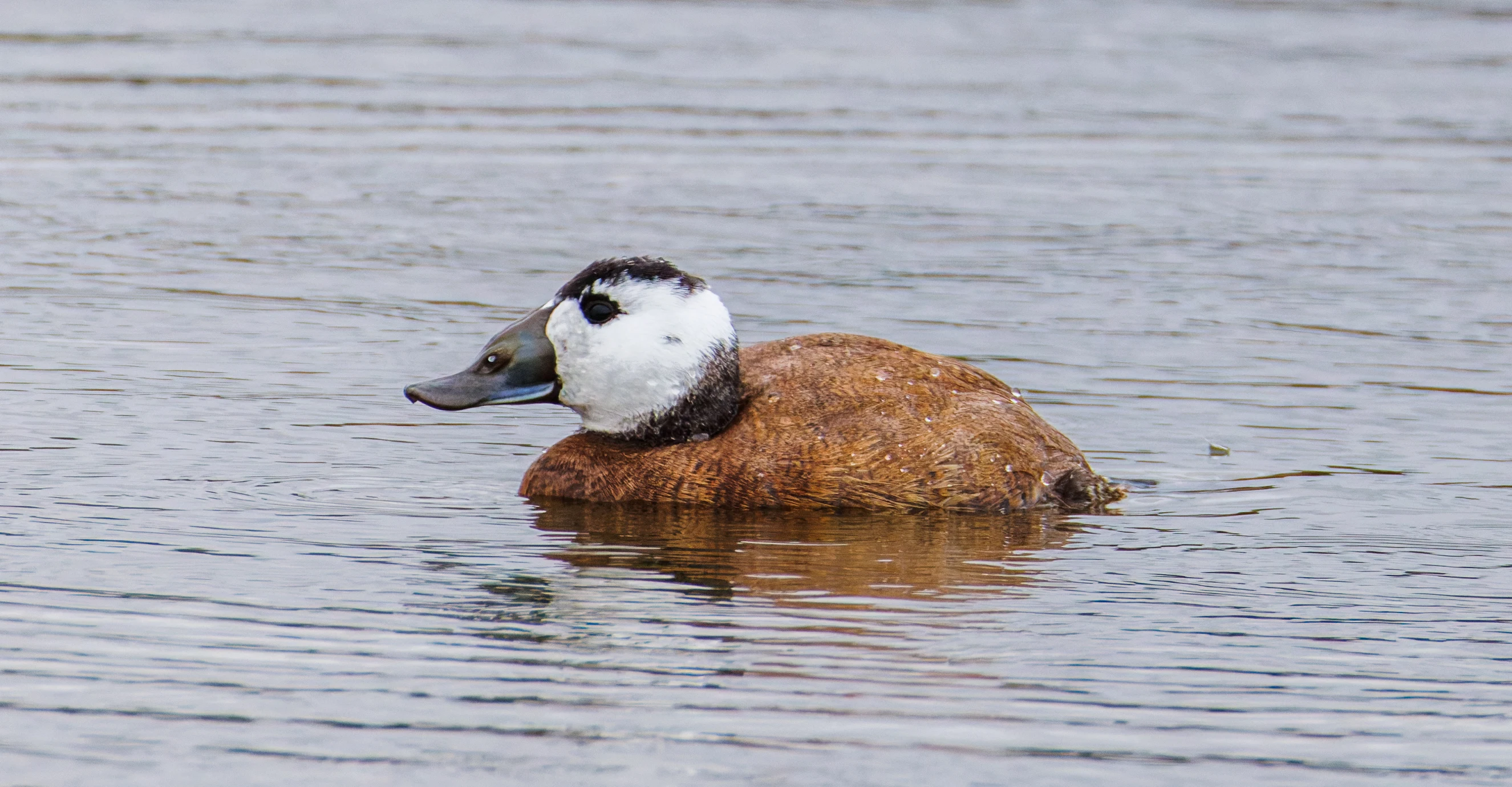 White Headed Duck, Clot de Galvany, Alicante, Spain — photo by Orlando Prugel-Bennett