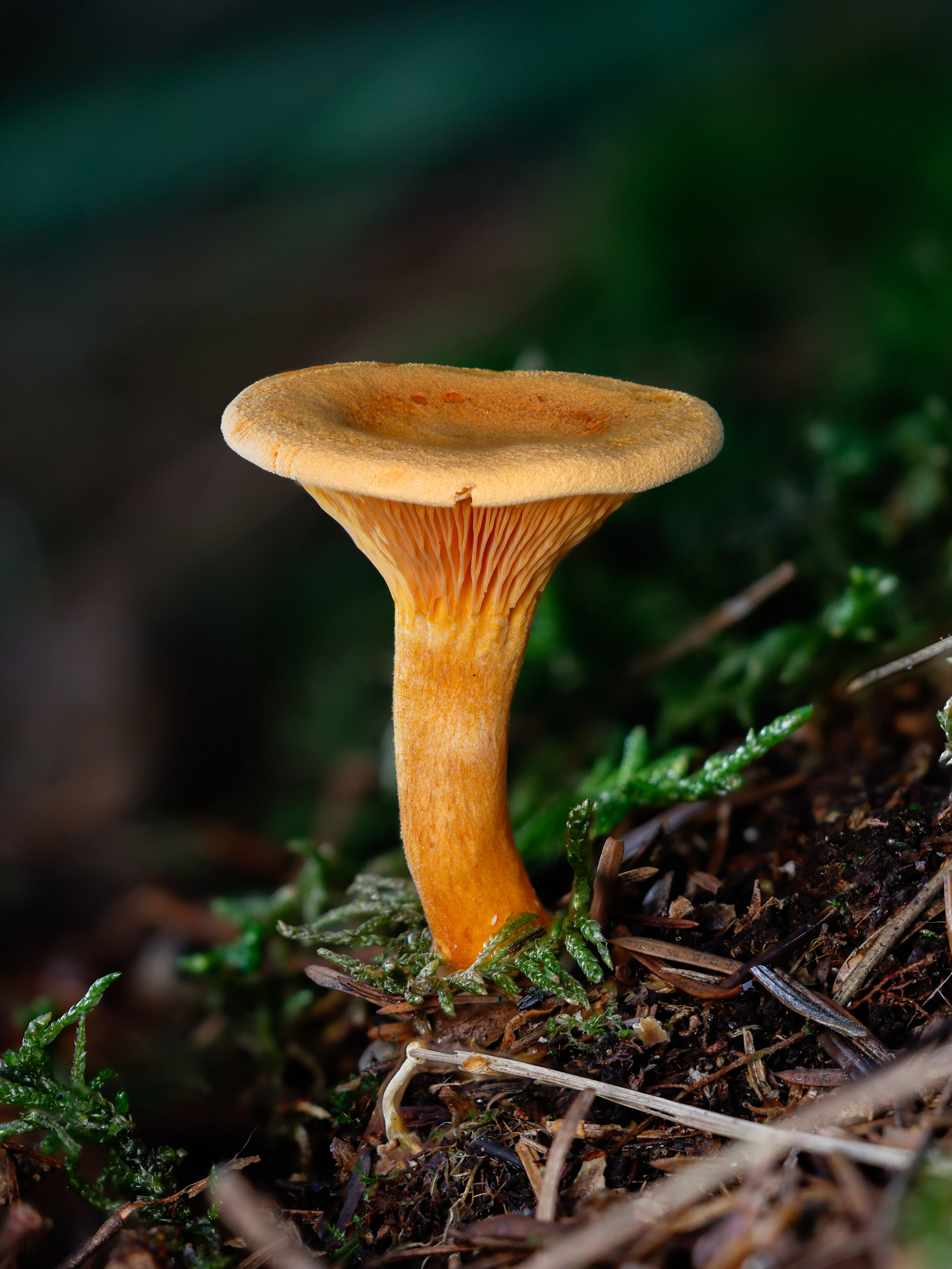 False Chanterelle, Hawkhill Enclosure, Hampshire, UK — photo by Orlando Prugel-Bennett