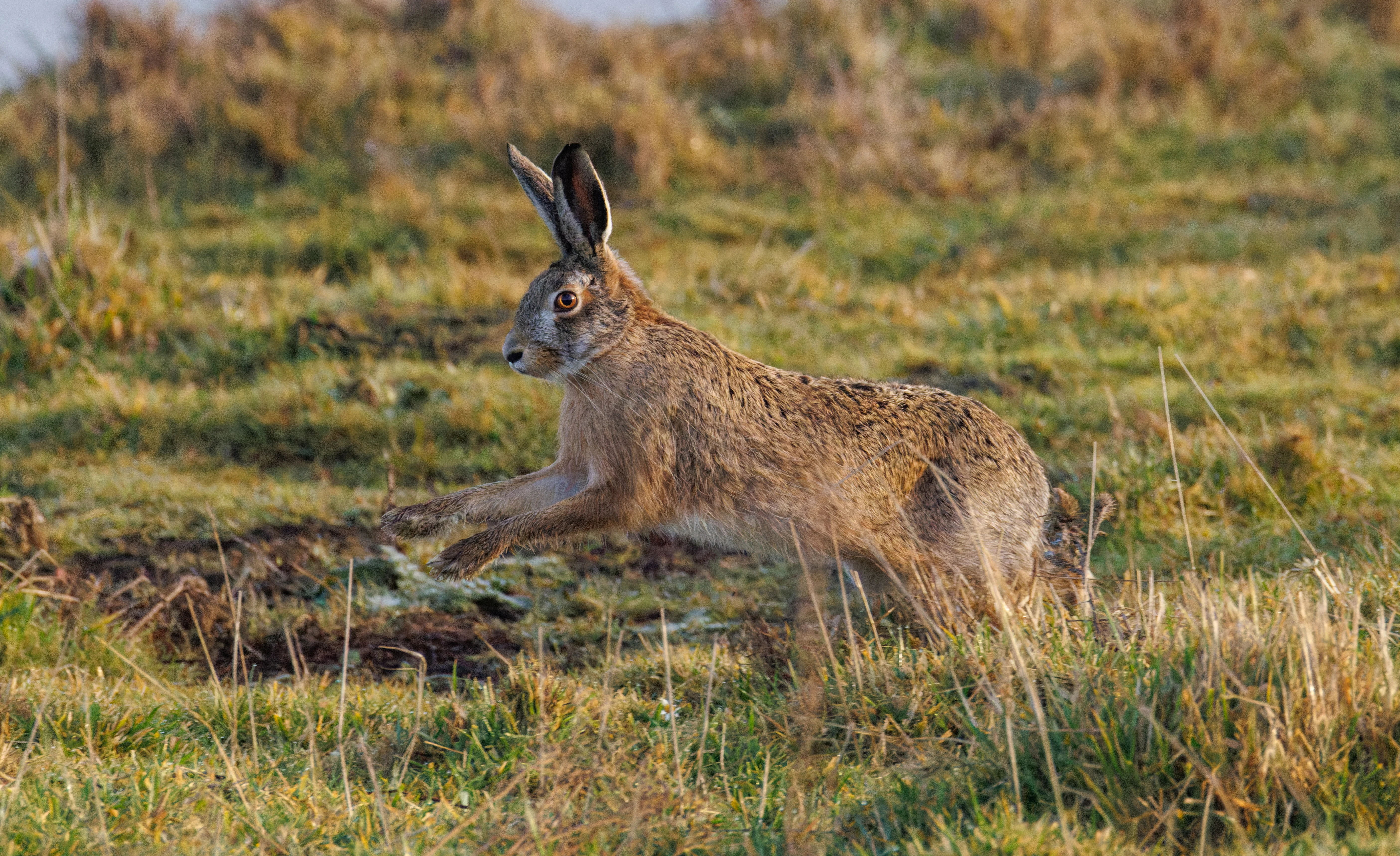 European Hare, Zeeland, Netherlands — photo by Orlando Prugel-Bennett