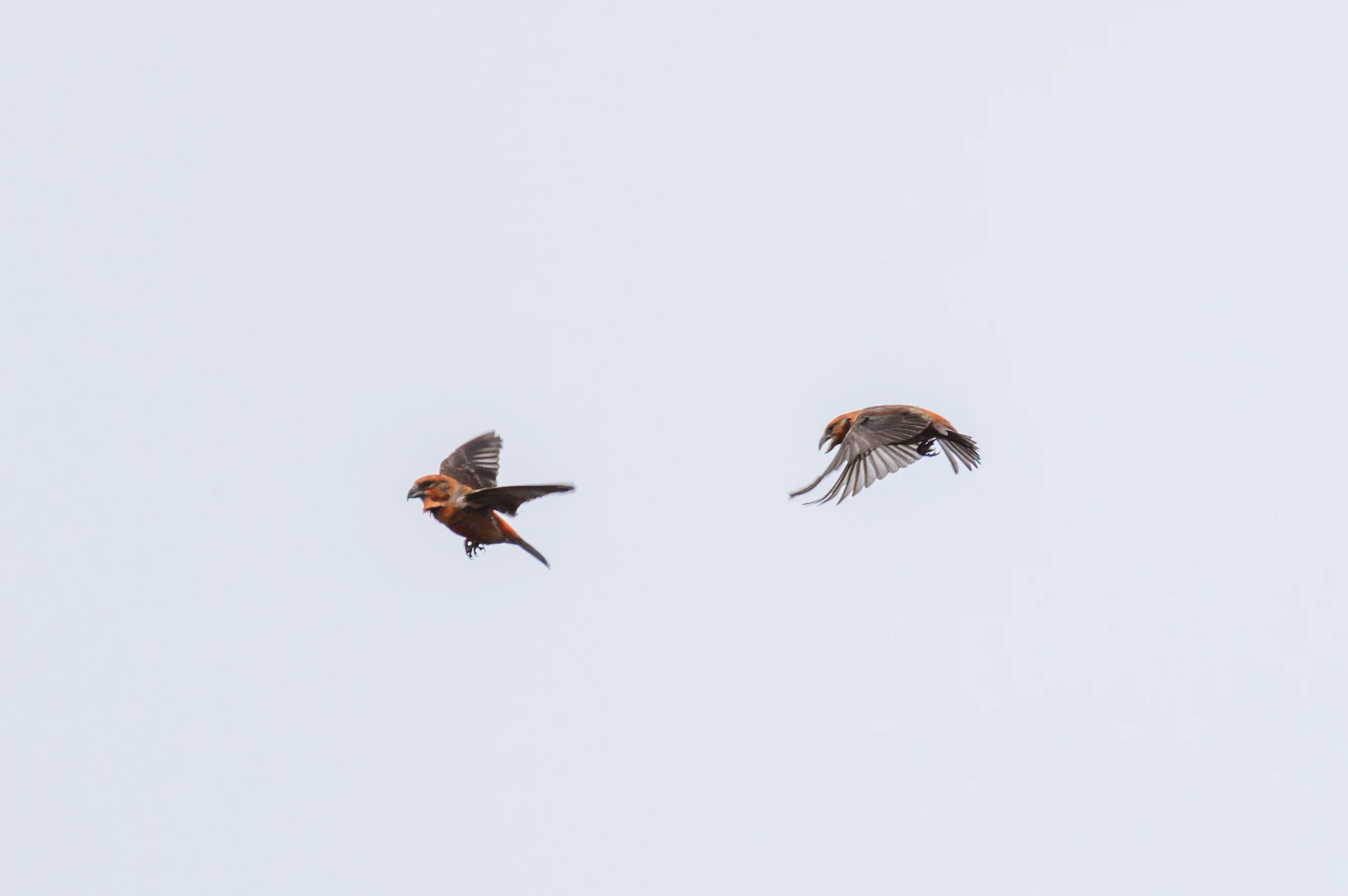 Common Crossbills, Hawkhill, Hampshire, UK — photo by Orlando Prugel-Bennett