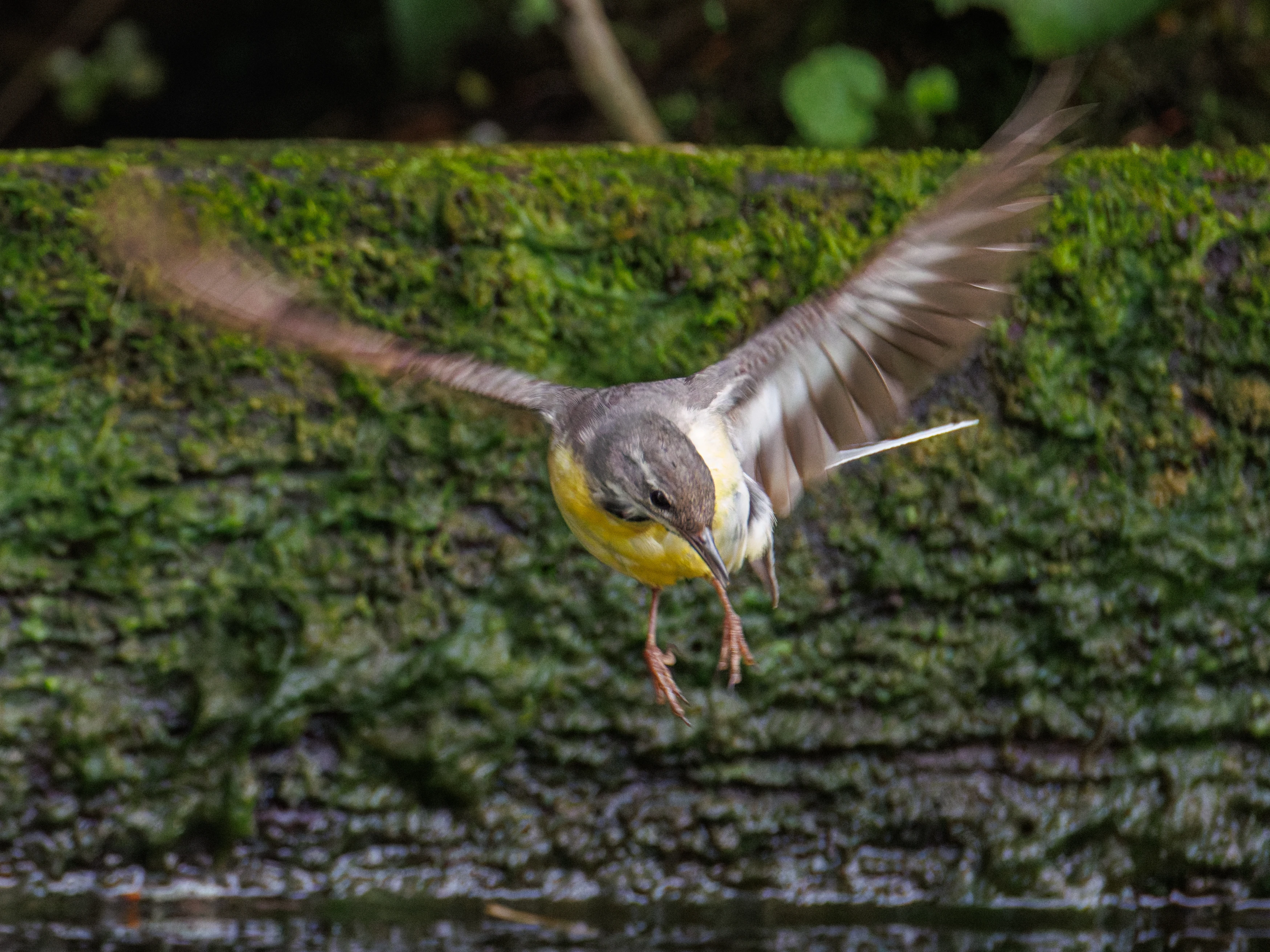 Grey Wagtail, Culham, Oxfordshire, UK — photo by Orlando Prugel-Bennett
