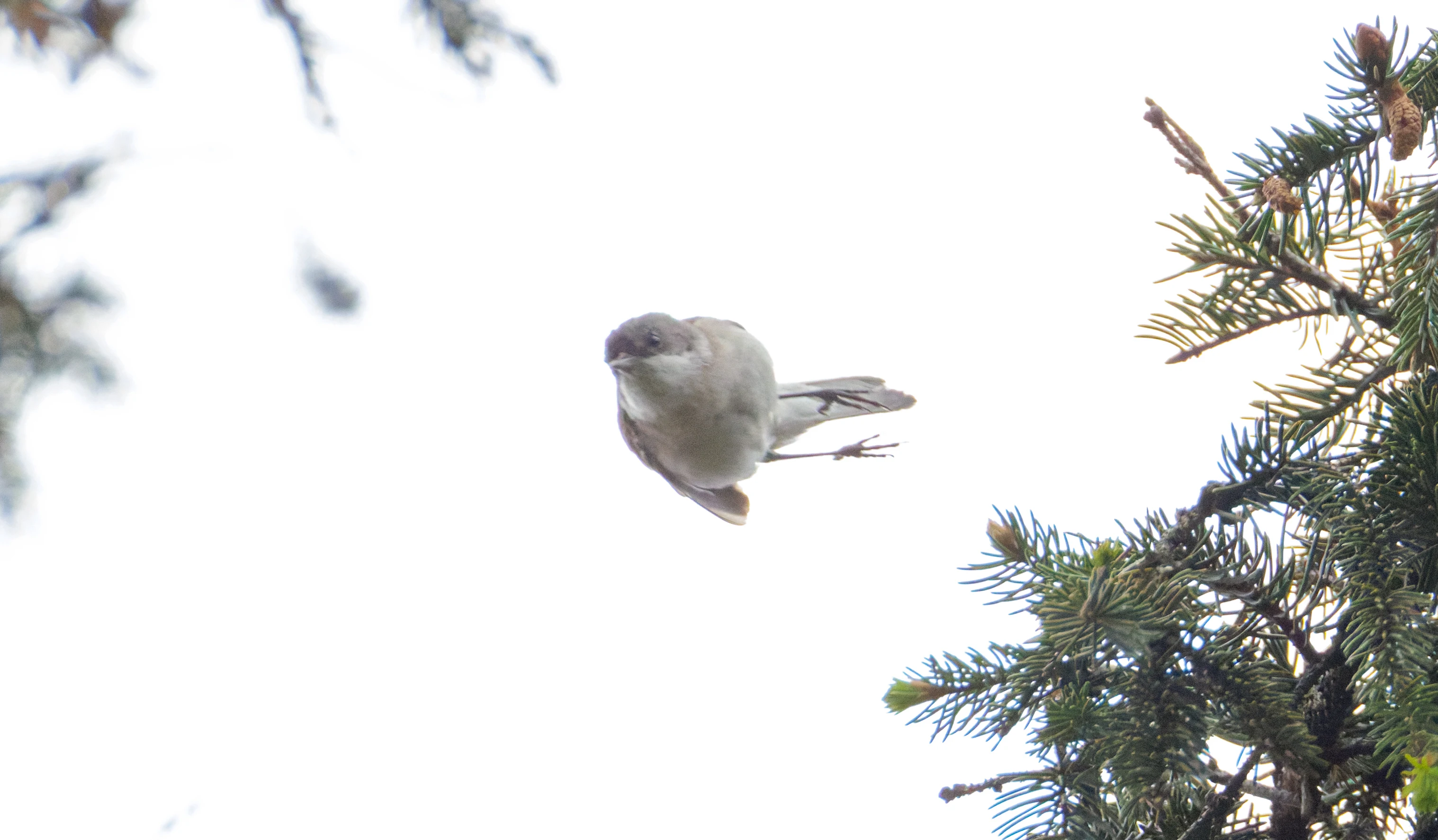 Lesser Whitethroat, Transylvania, Romania — photo by Orlando Prugel-Bennett