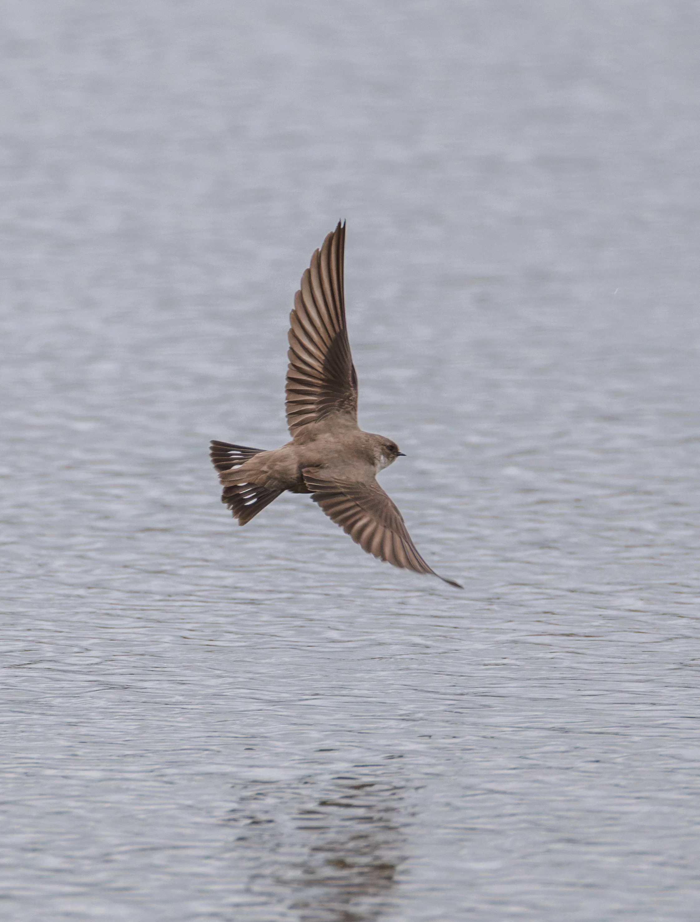 Crag  Martin, Clot de Galvany, Alicante, Spain — photo by Orlando Prugel-Bennett