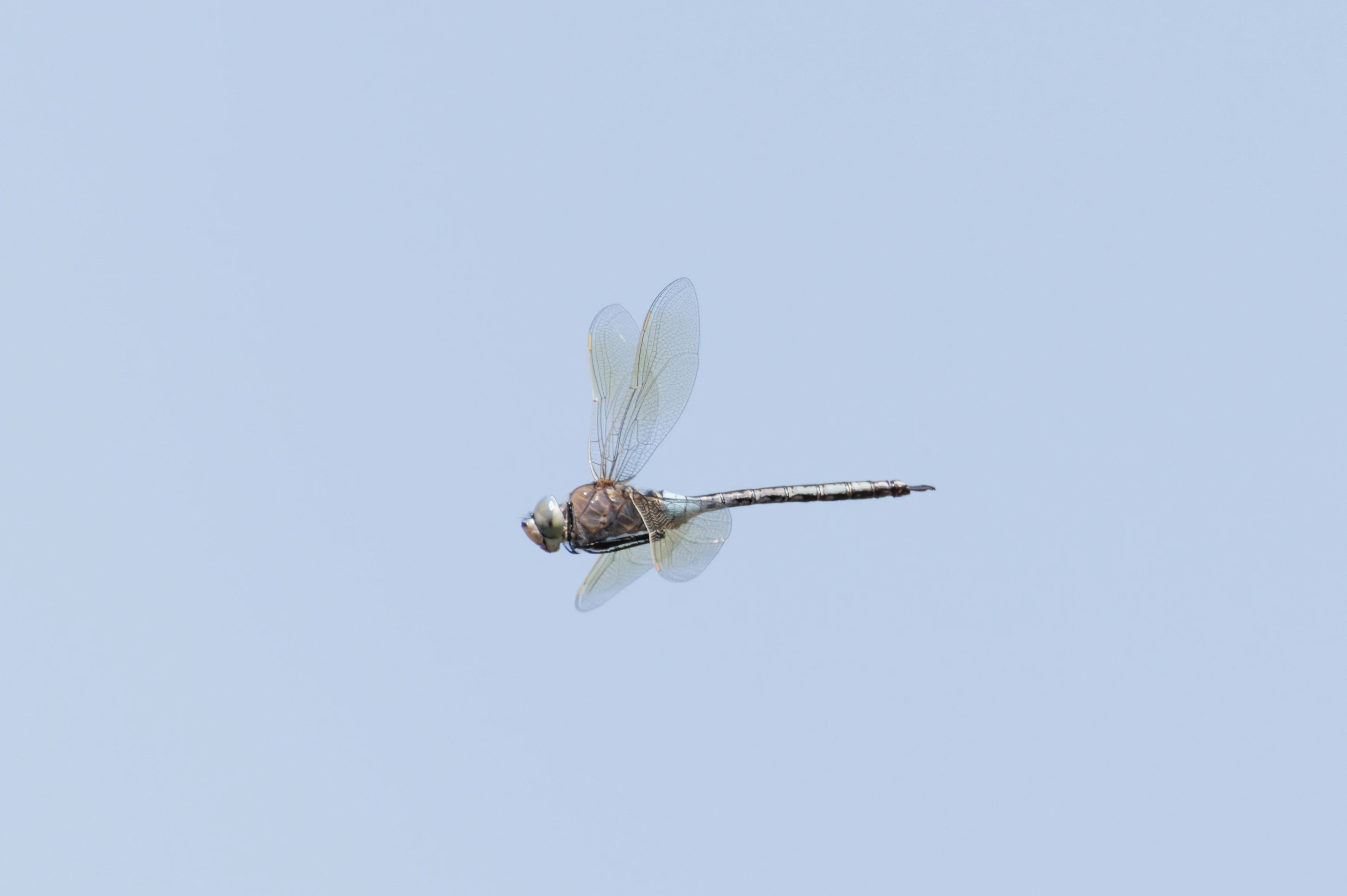 Dragonfly, Romanian Steppe, Romania — photo by Orlando Prugel-Bennett