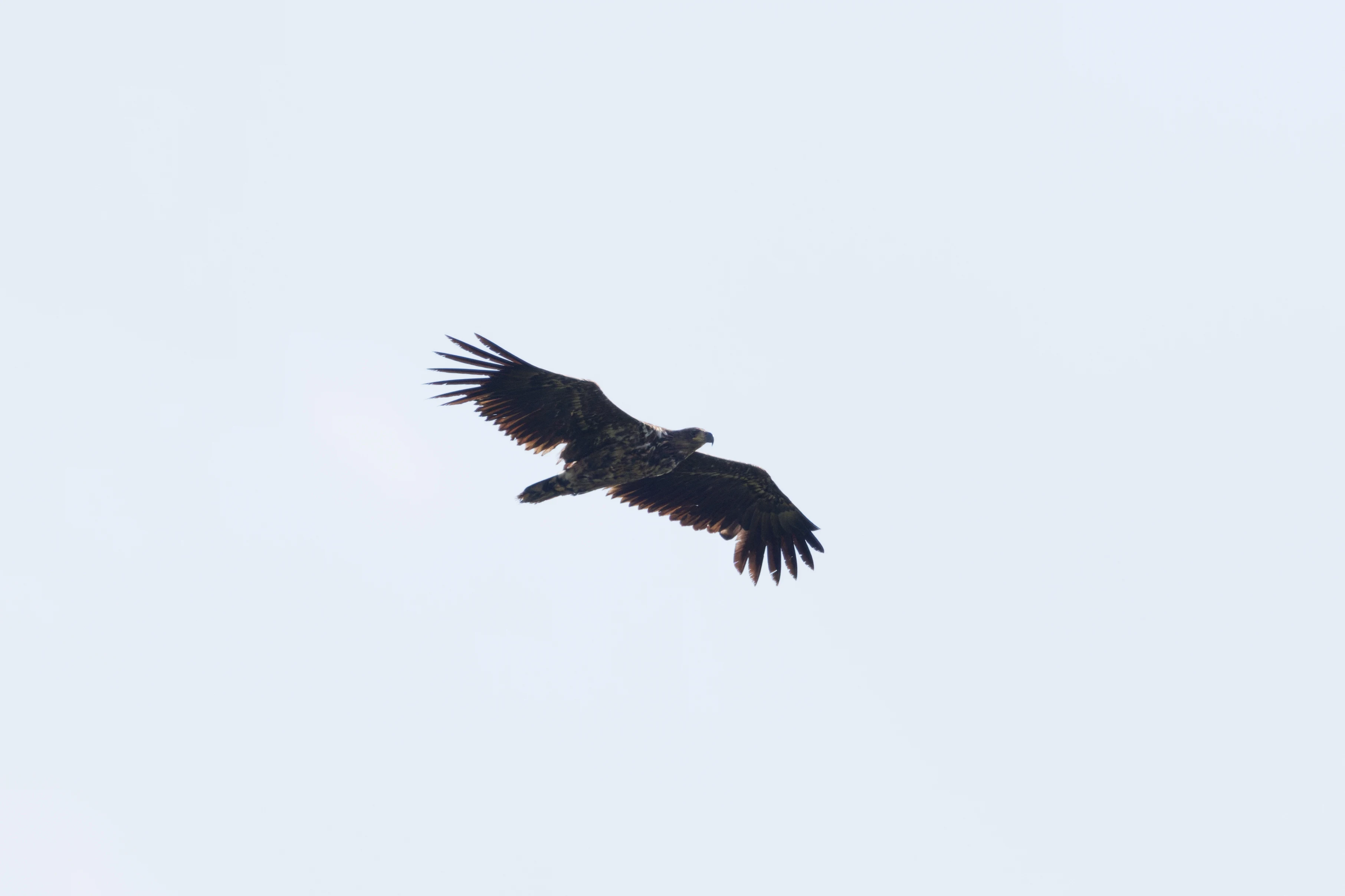 White-tailed Eagle, Romanian Steppe, Romania — photo by Orlando Prugel-Bennett