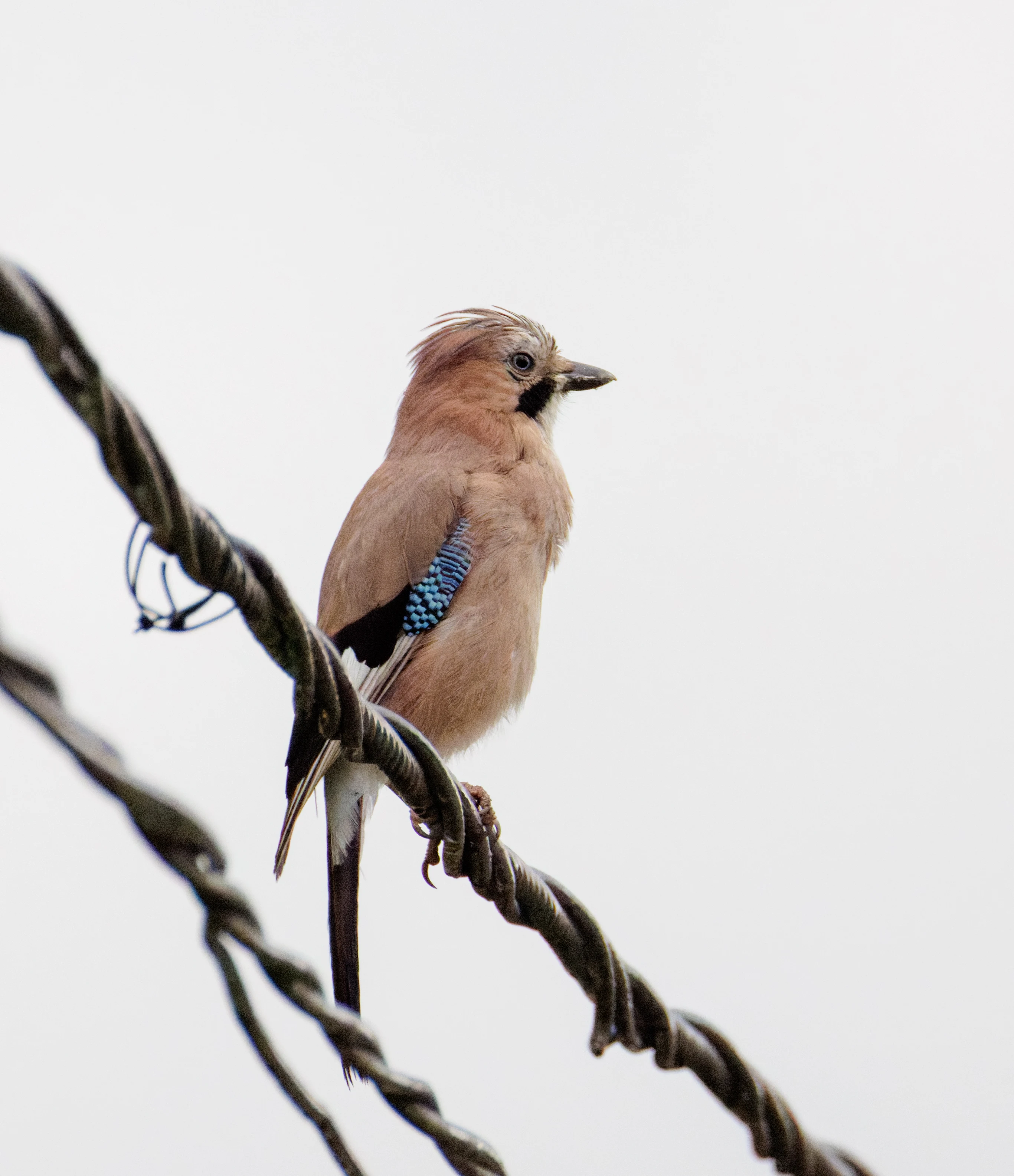 Eurasian Jay, Transylvania, Romania — photo by Orlando Prugel-Bennett