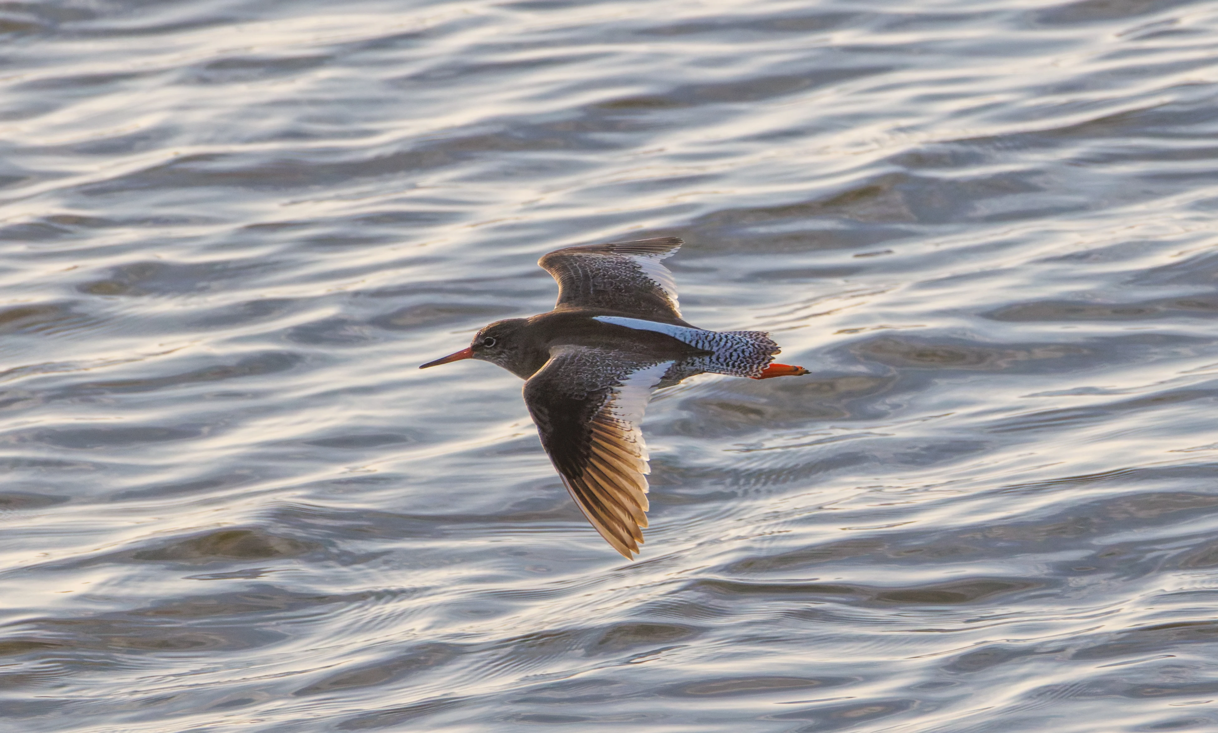 Common Redshank, Zeeland, Netherlands — photo by Orlando Prugel-Bennett