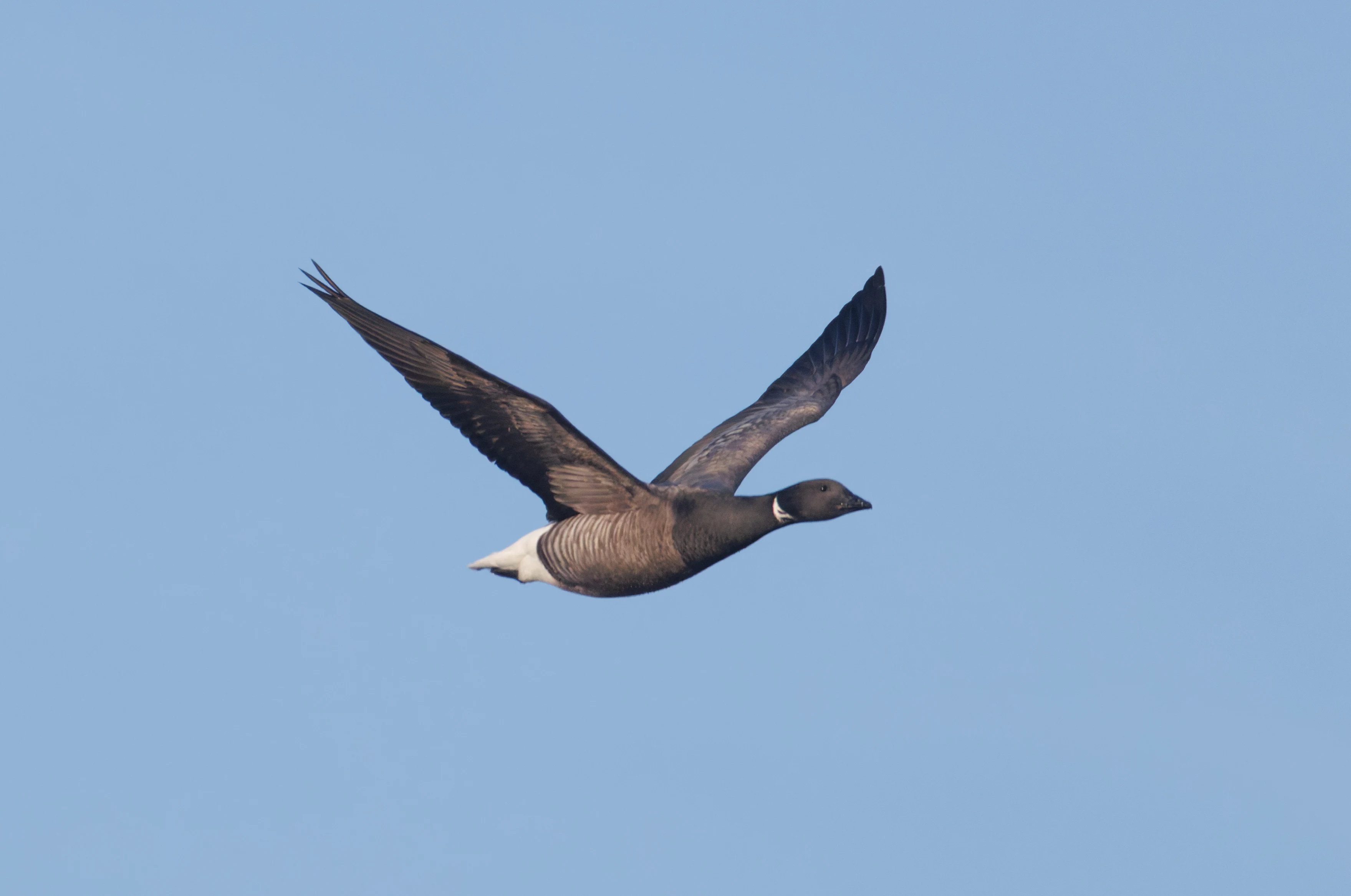 Brent Goose, Zeeland, Netherlands — photo by Orlando Prugel-Bennett