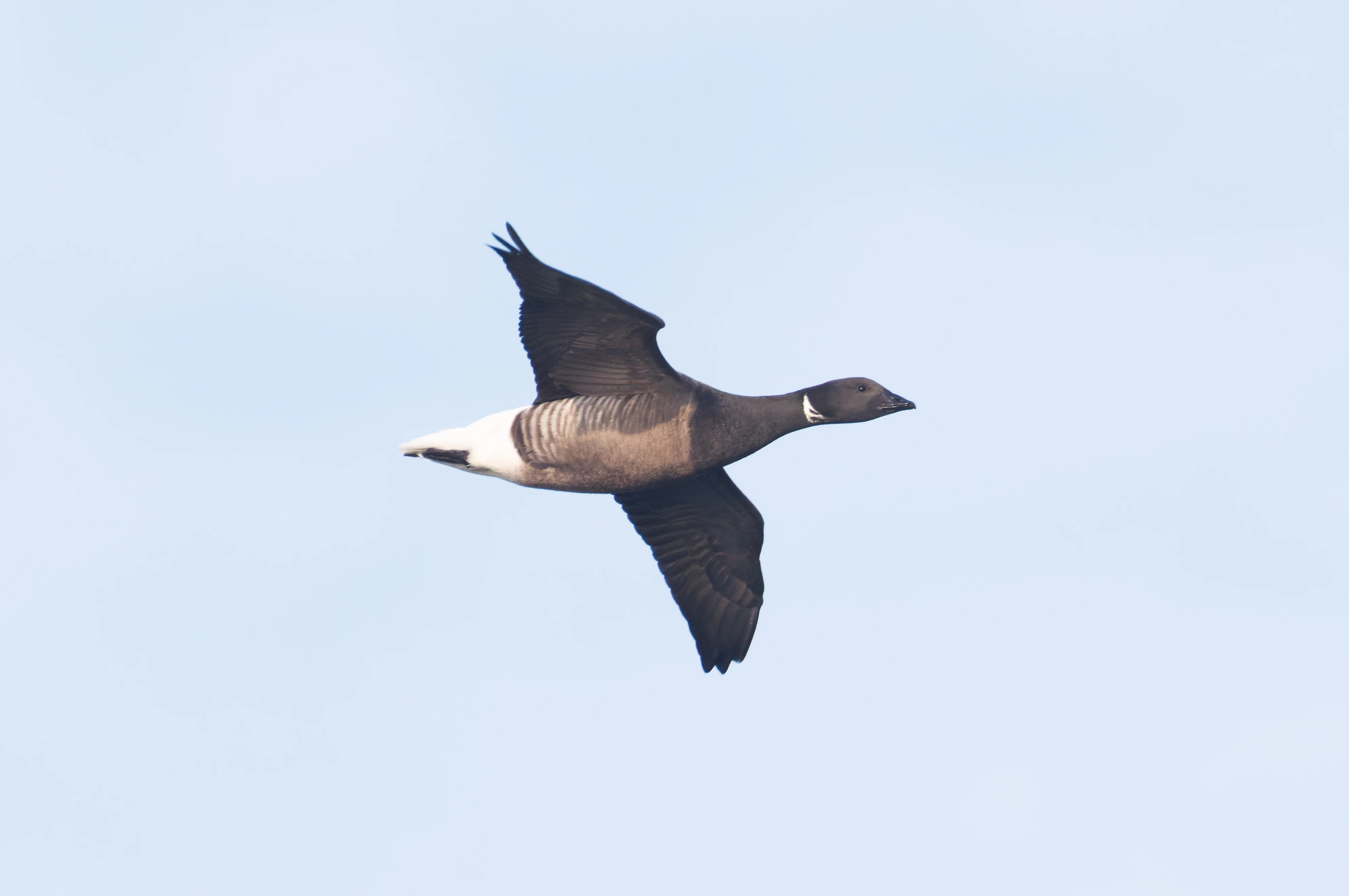 Brent Goose, Zeeland, Netherlands — photo by Orlando Prugel-Bennett