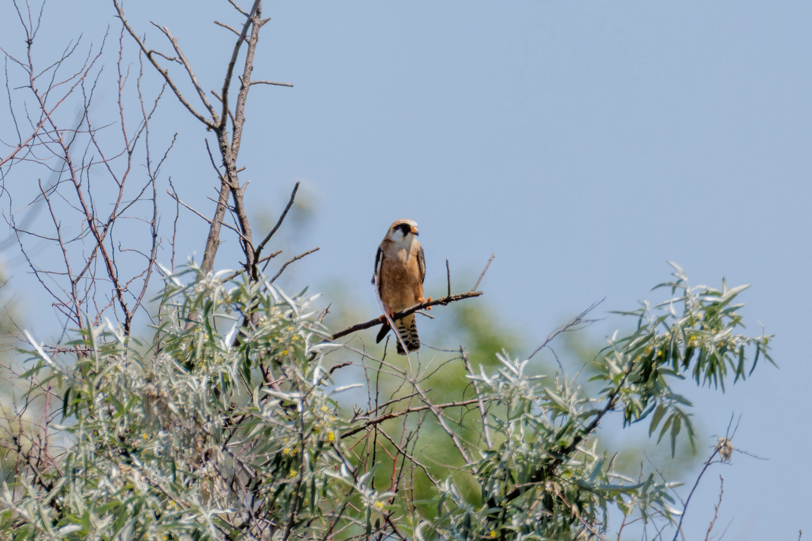 Red-footed Falcon, Romanian Steppe, Romania — photo by Orlando Prugel-Bennett