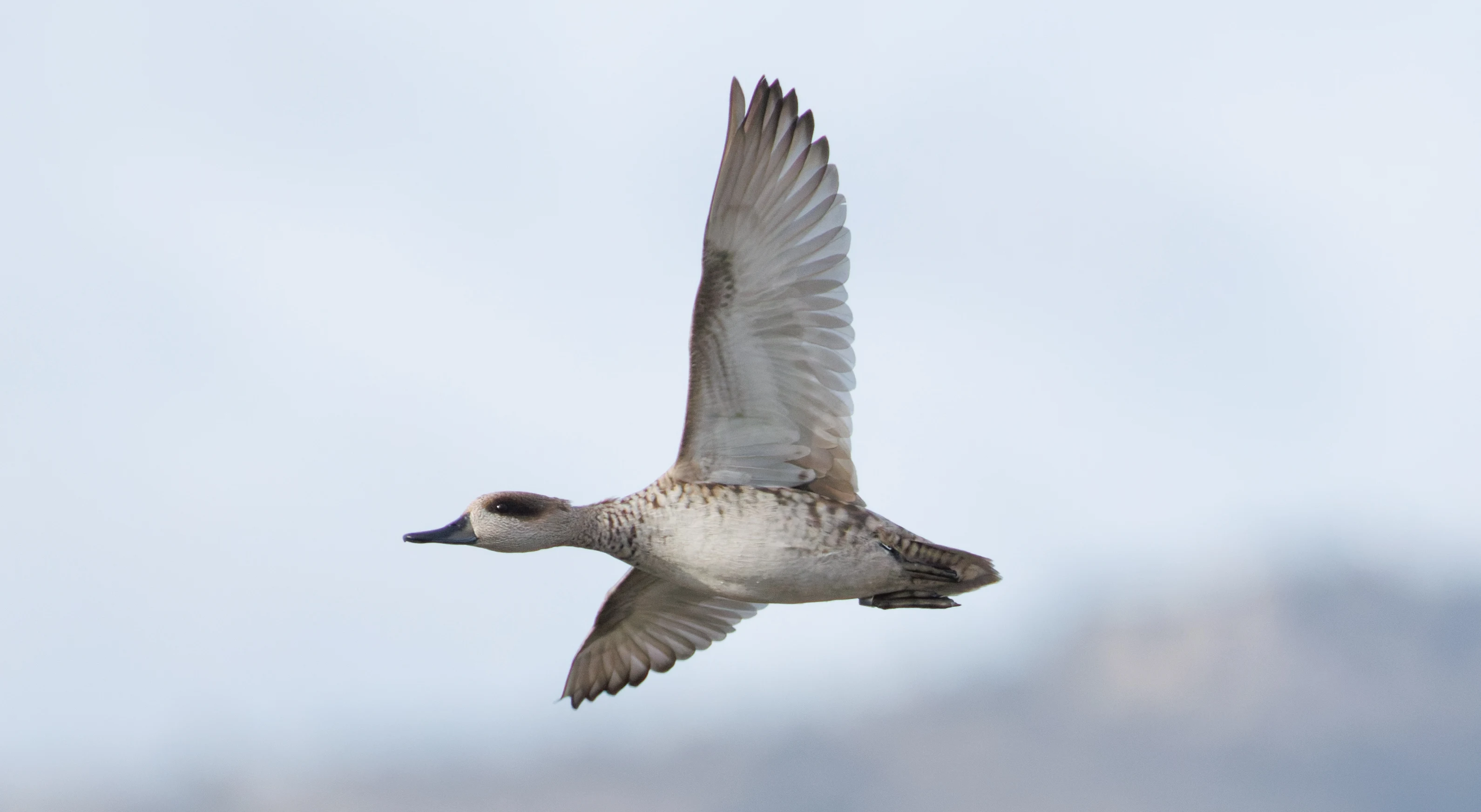 Marbled Teal, El Hondo, Spain — photo by Orlando Prugel-Bennett