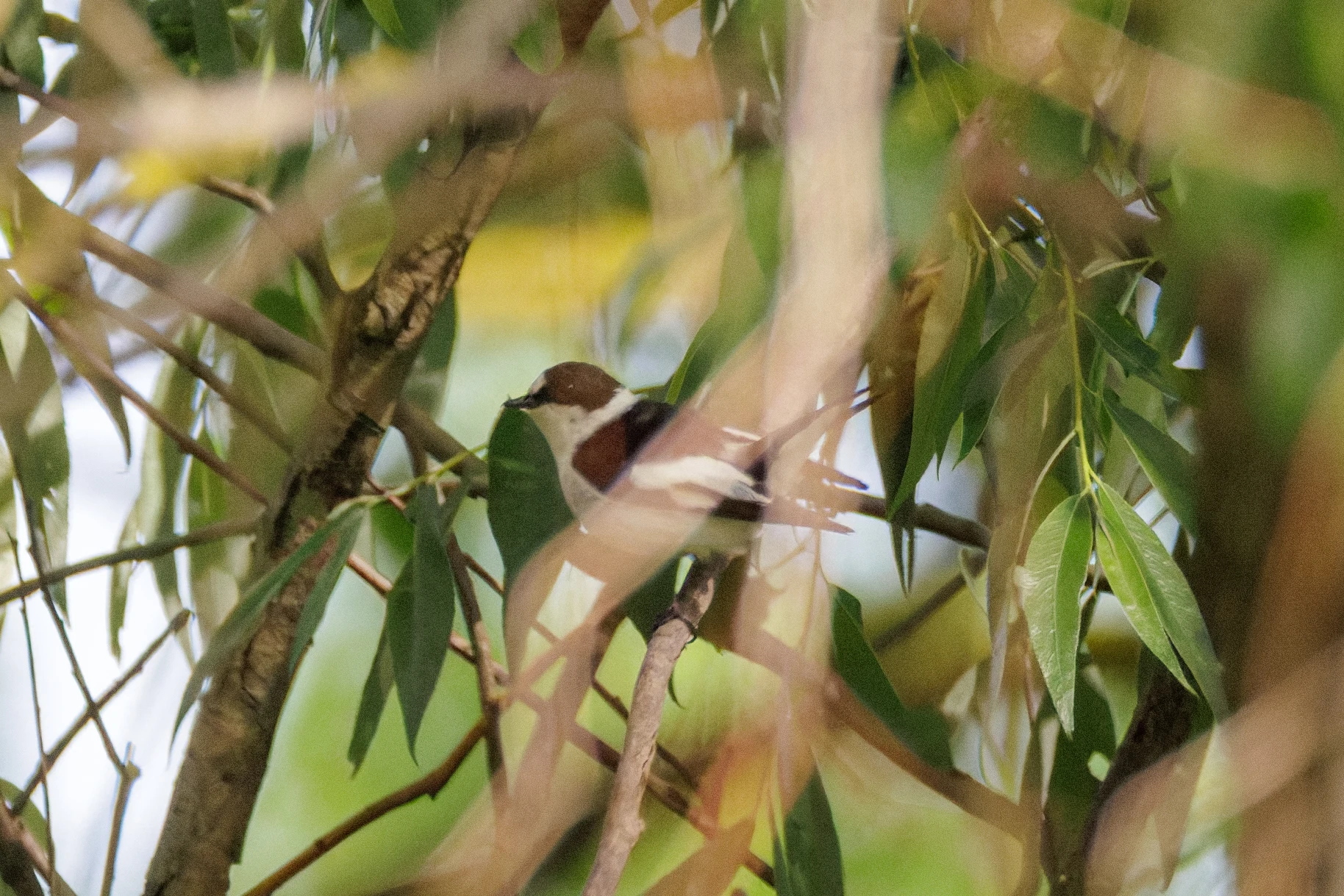 Collared Flycatcher, Danube Delta, Romania — photo by Orlando Prugel-Bennett