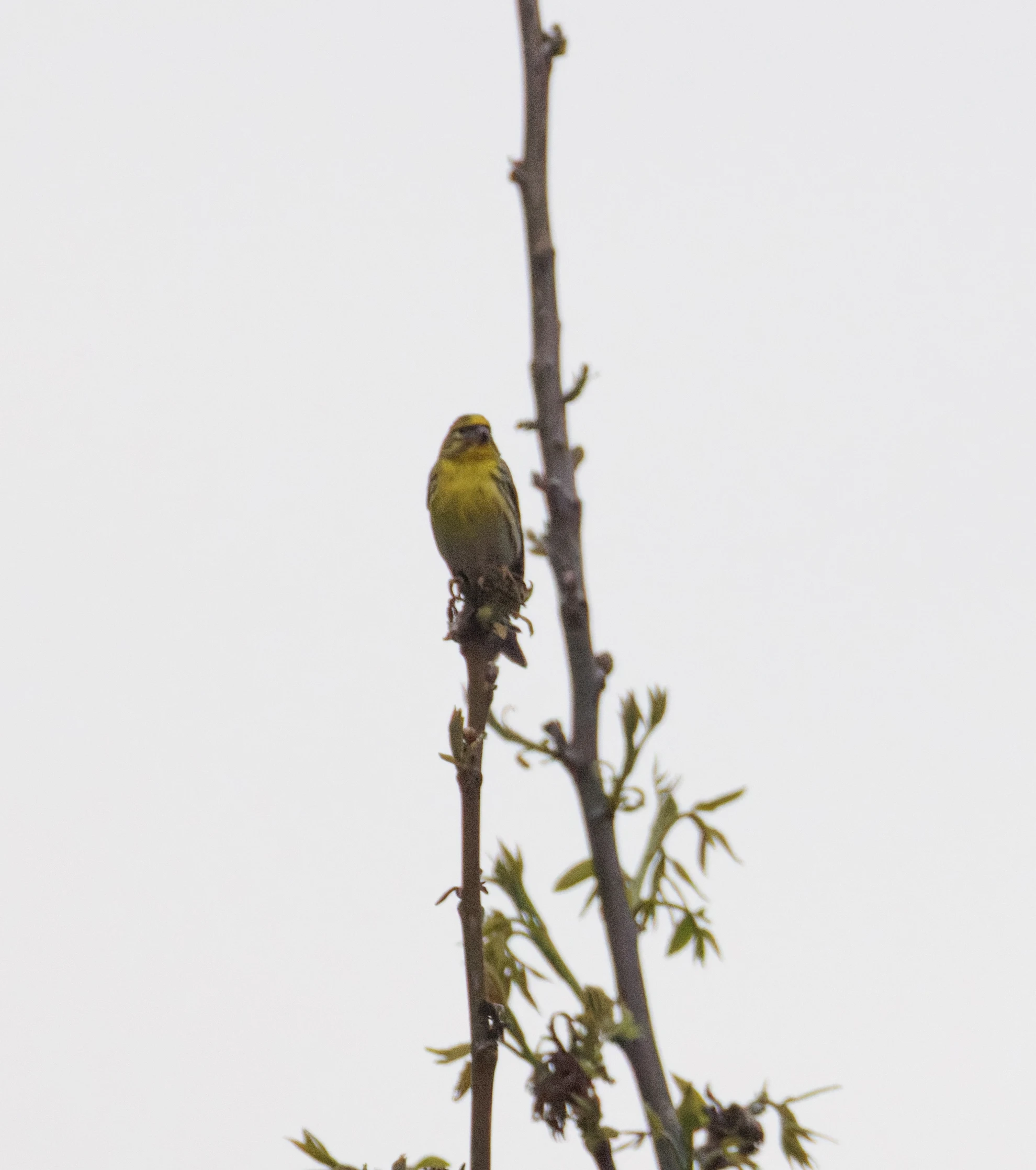 Eurasian Serin, Transylvania, Romania — photo by Orlando Prugel-Bennett