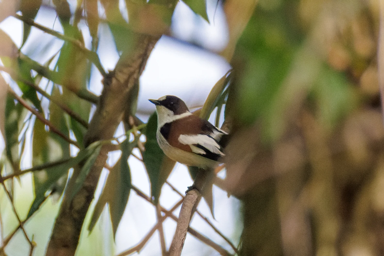Collared Flycatcher, Danube Delta, Romania — photo by Orlando Prugel-Bennett