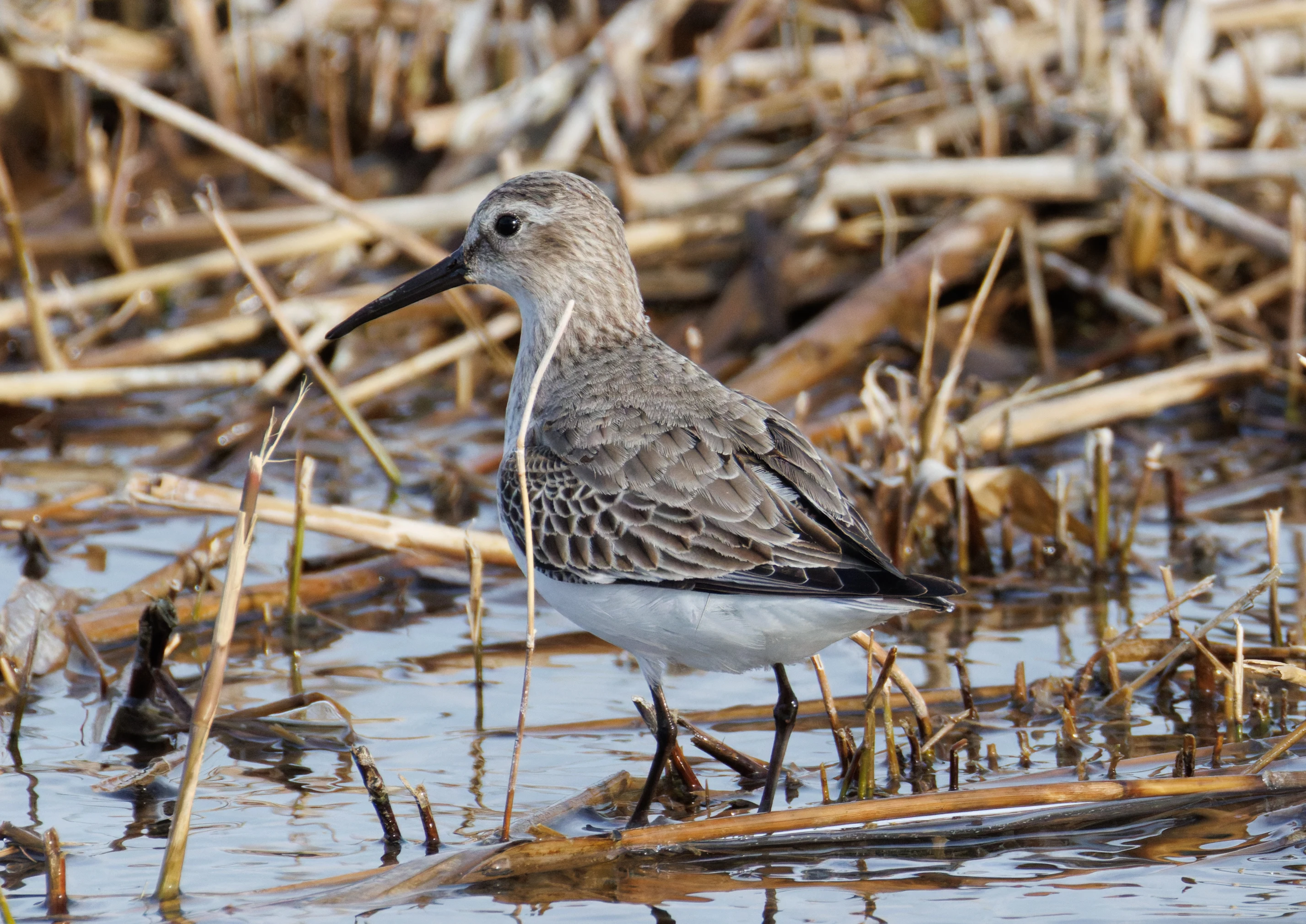 Dunlin, El Hondo, Spain — photo by Orlando Prugel-Bennett