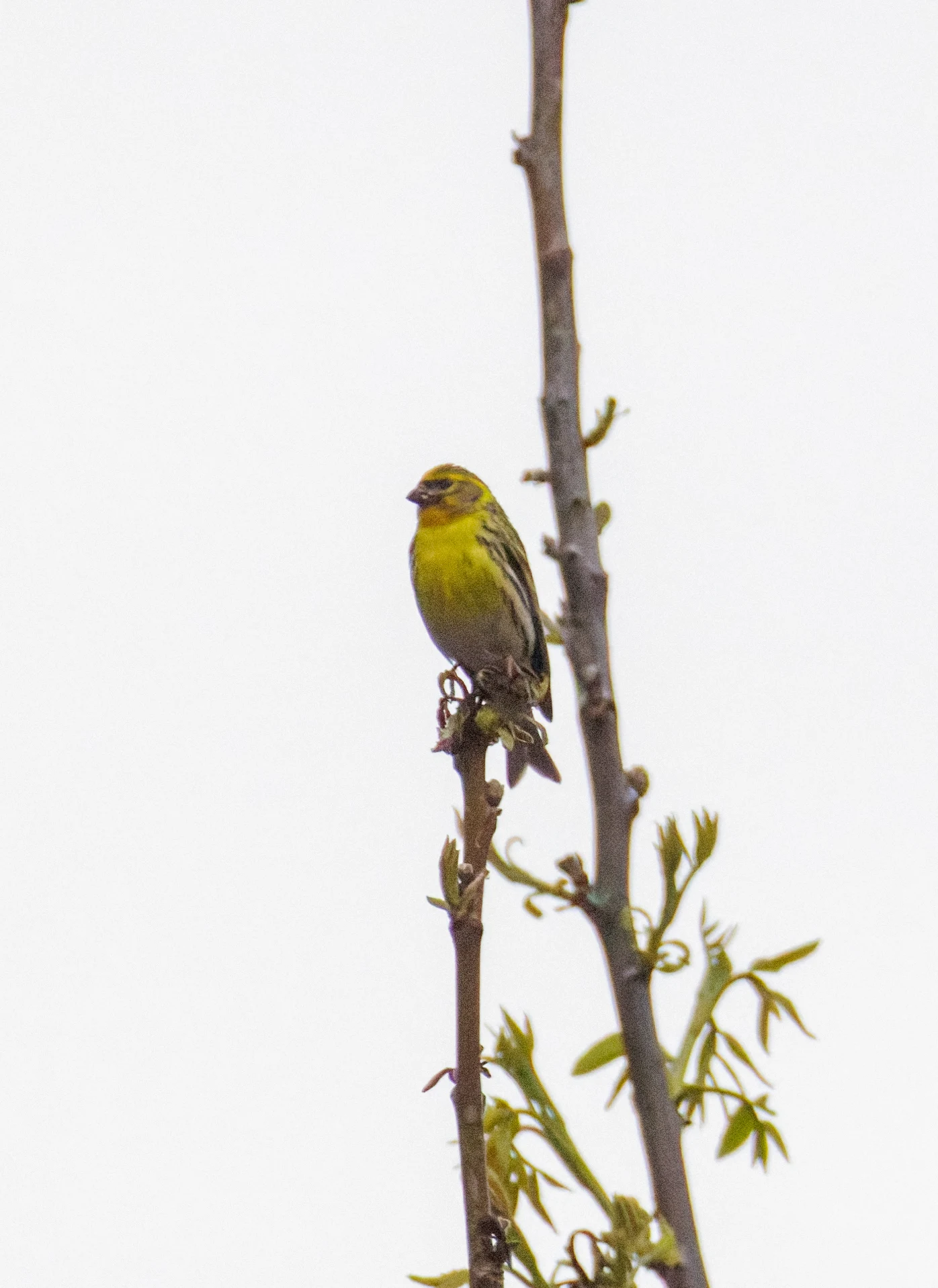 Eurasian Serin, Transylvania, Romania — photo by Orlando Prugel-Bennett