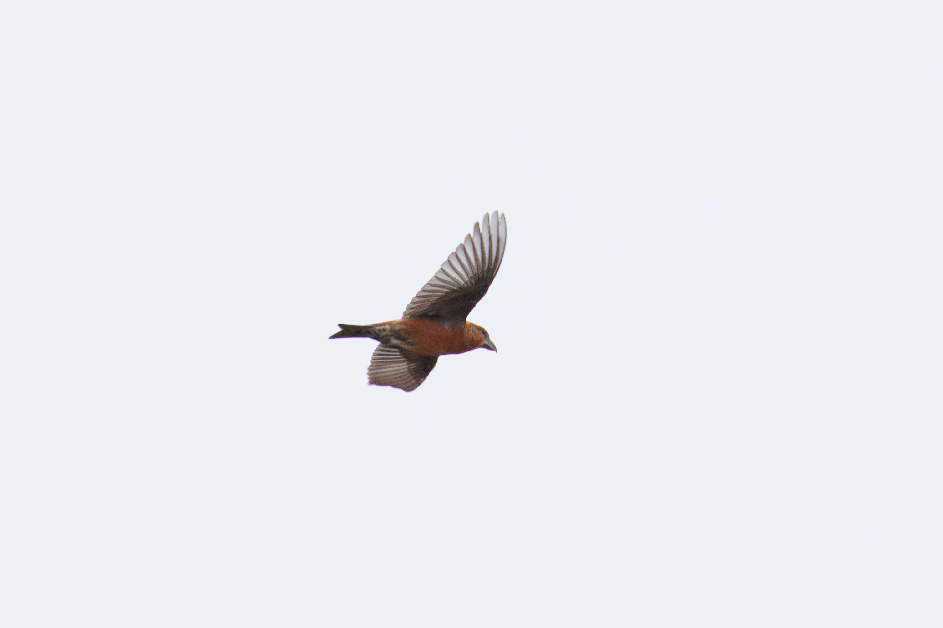 Common Crossbill, Hawkhill, Hampshire, UK — photo by Orlando Prugel-Bennett