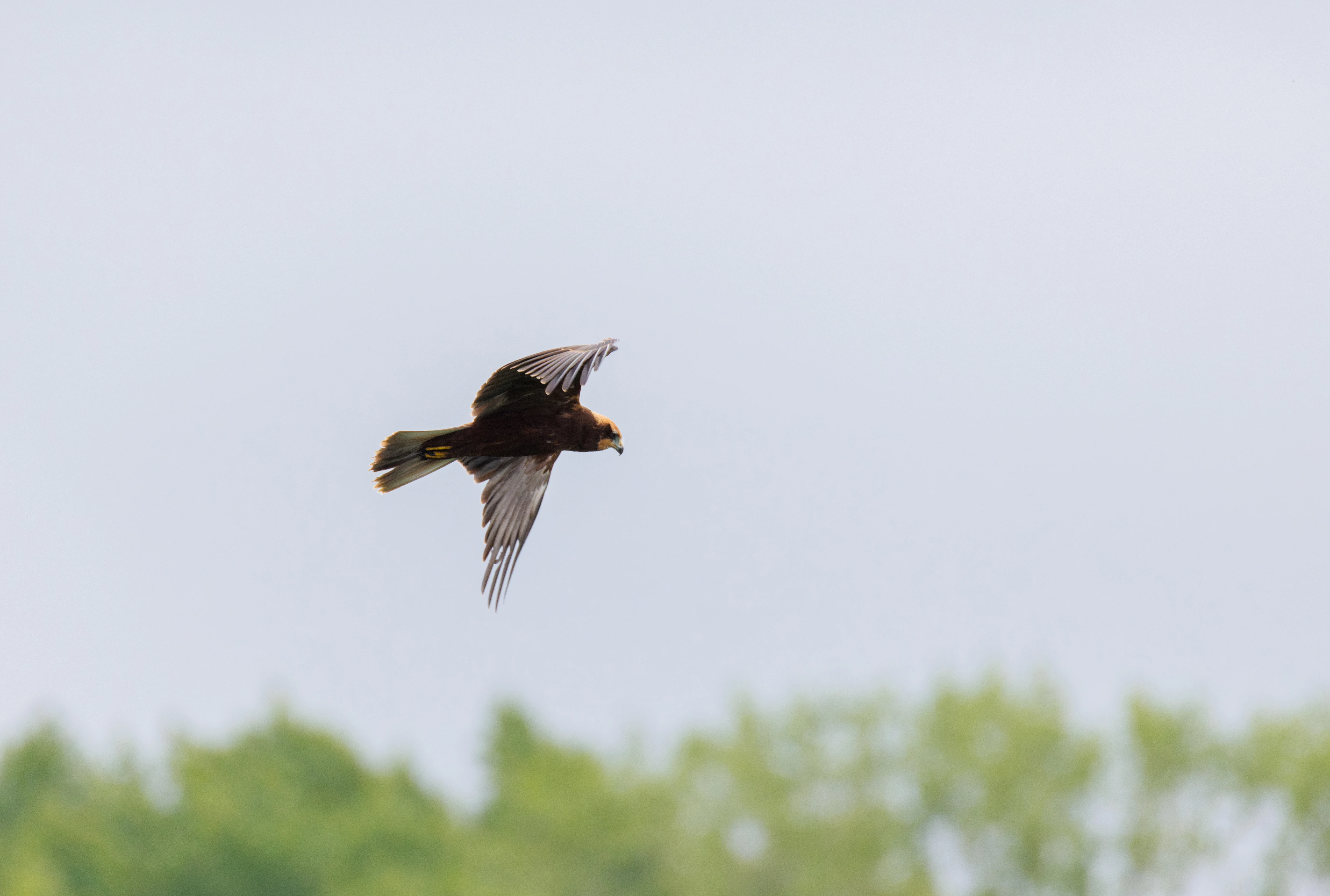 Western Marsh Harrier, Fishlake Meadows, Romsey, Hampshire, UK — photo by Orlando Prugel-Bennett