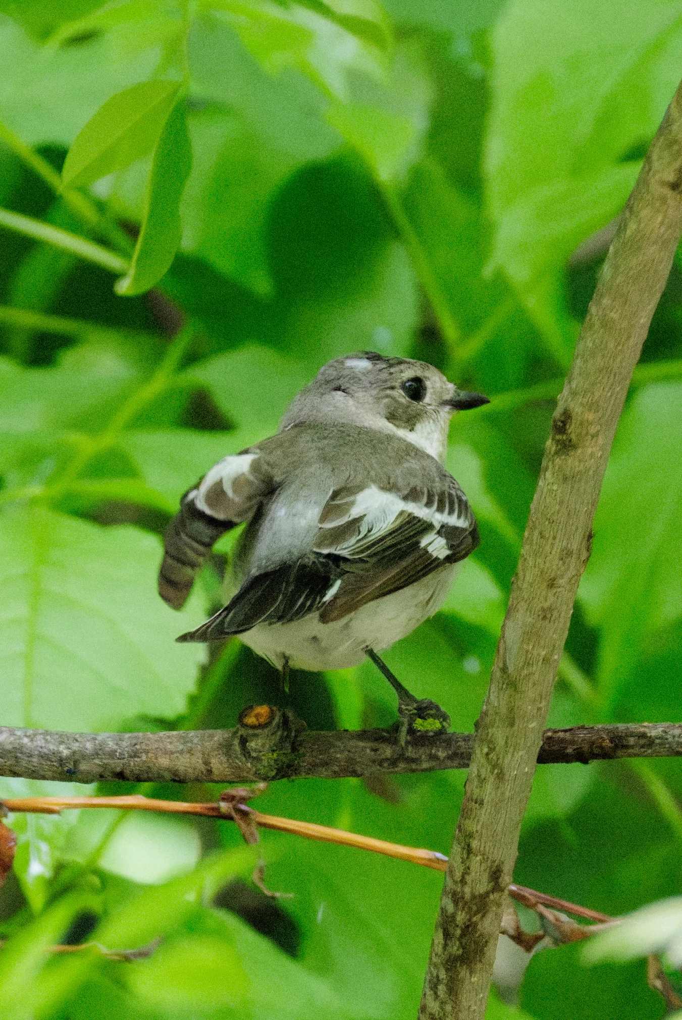 Collared Flycatcher, Danube Delta, Romania — photo by Orlando Prugel-Bennett