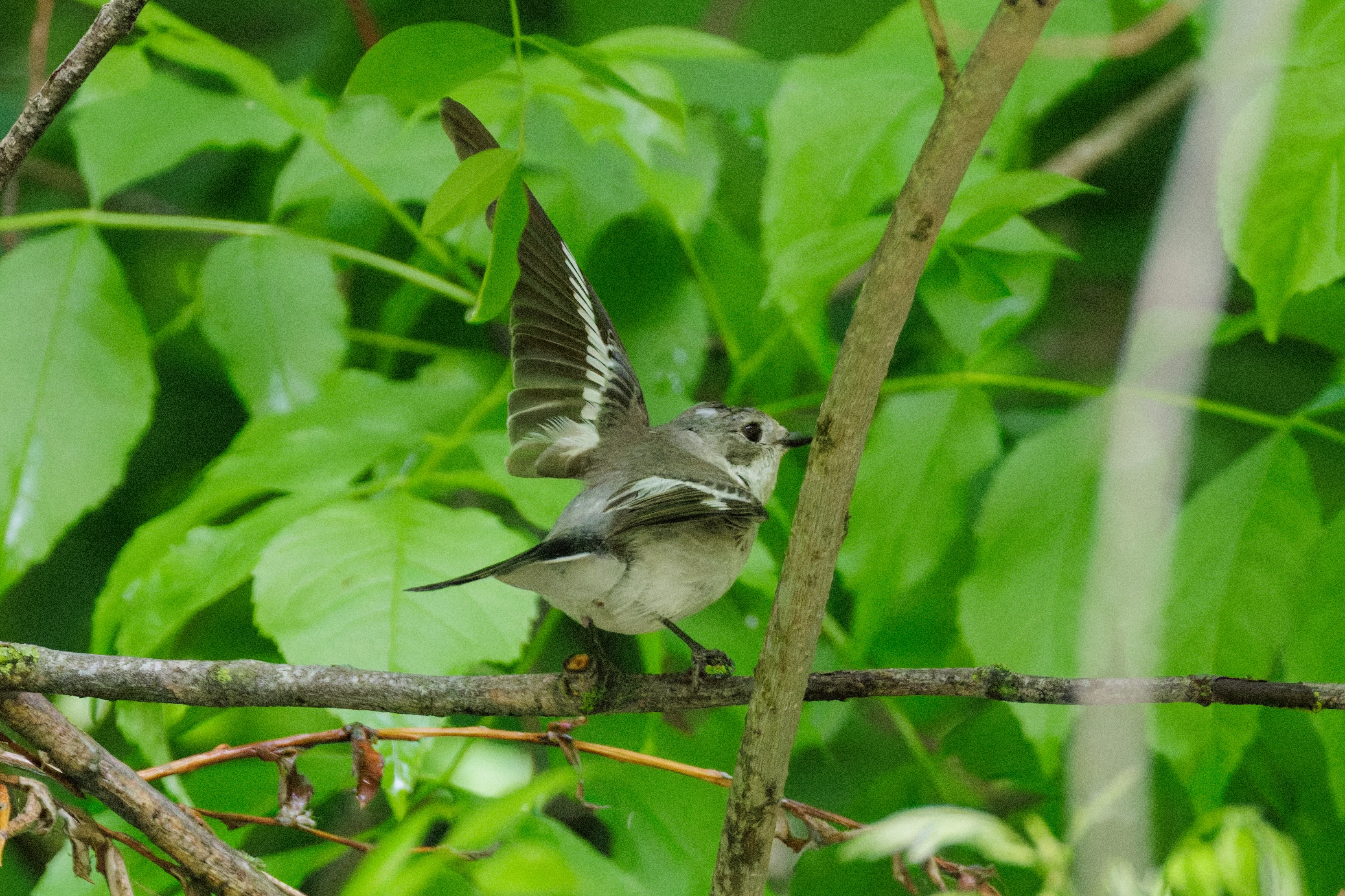 Collared Flycatcher, Danube Delta, Romania — photo by Orlando Prugel-Bennett