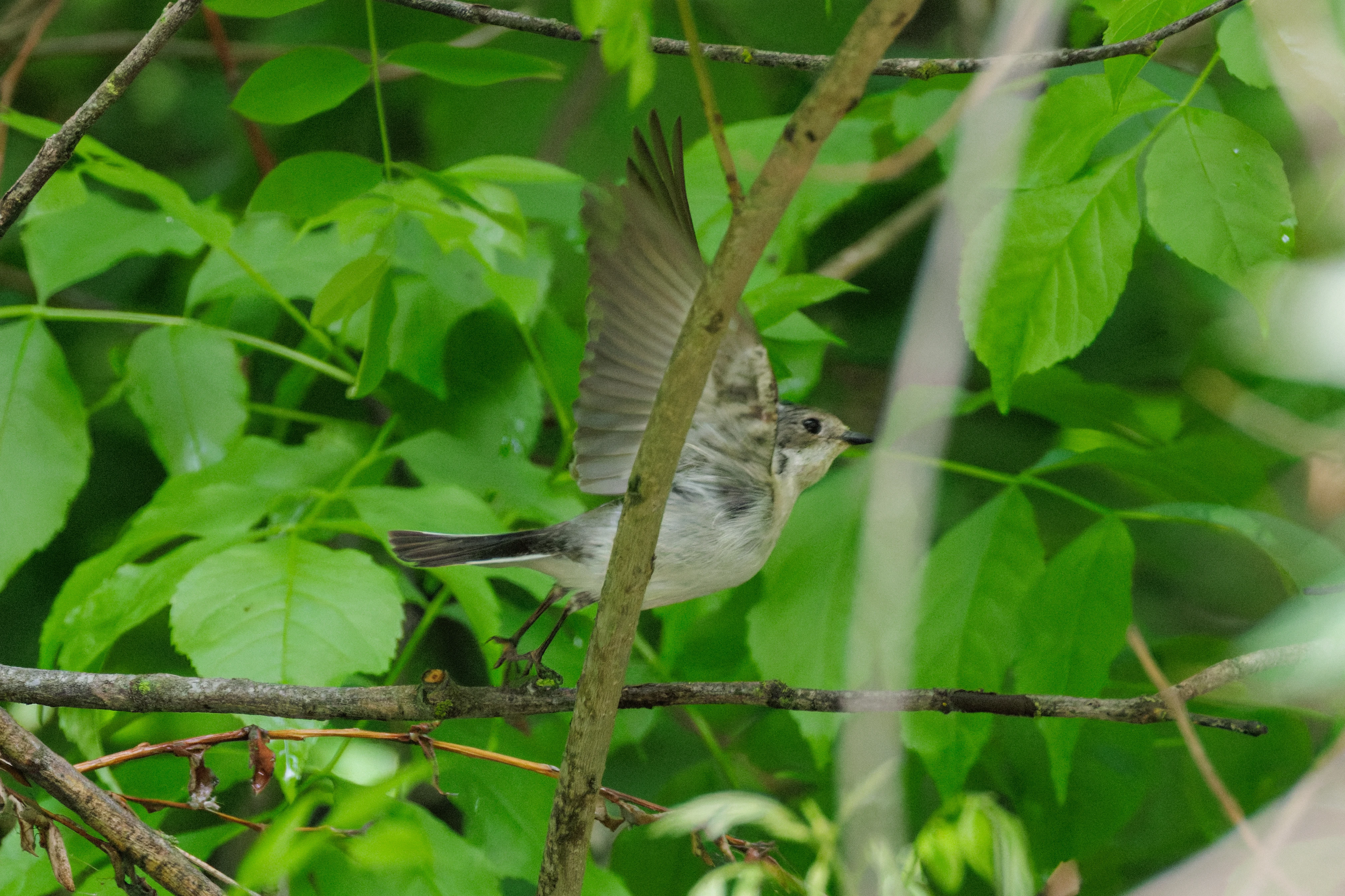 Collared Flycatcher, Danube Delta, Romania — photo by Orlando Prugel-Bennett