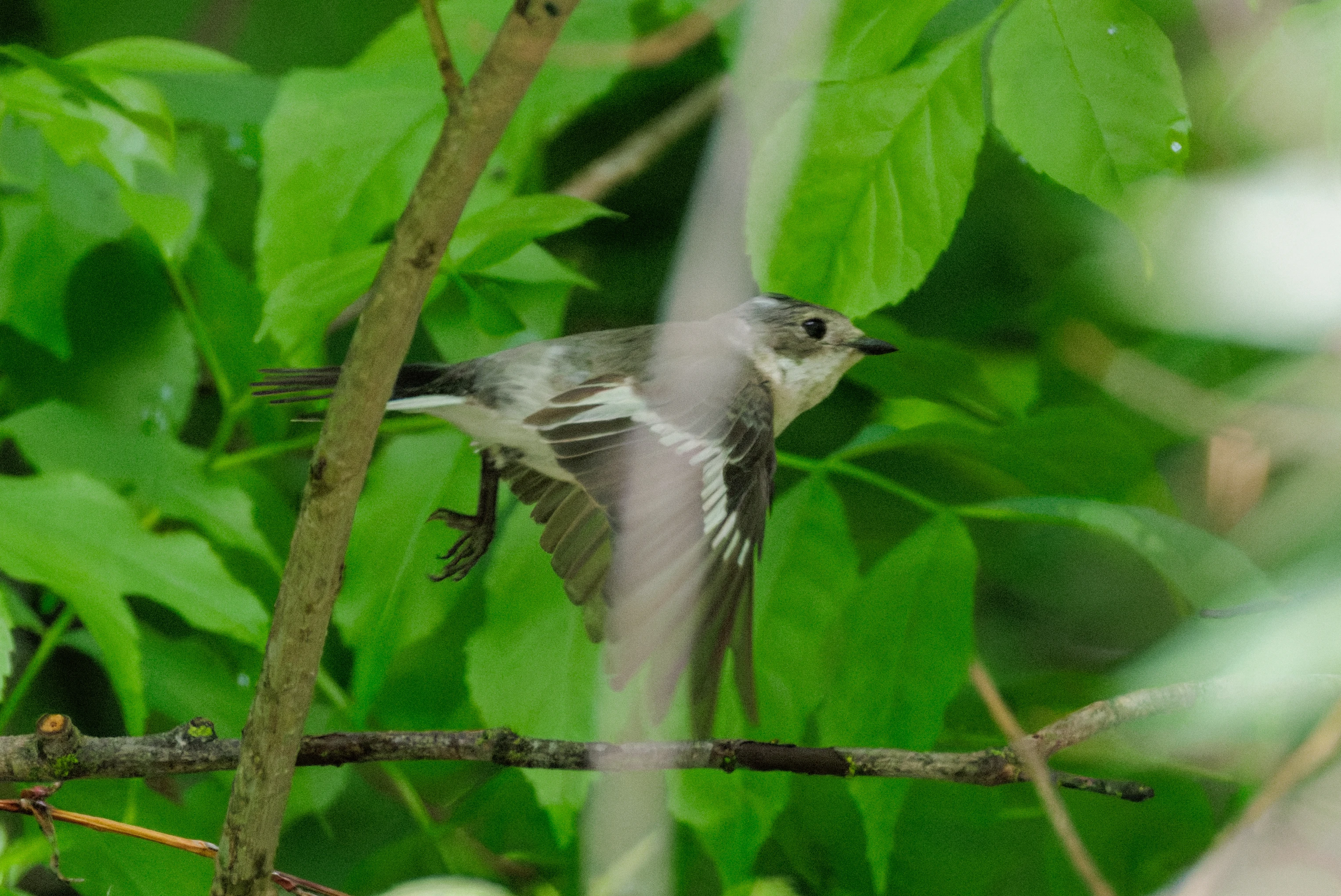 Collared Flycatcher, Danube Delta, Romania — photo by Orlando Prugel-Bennett