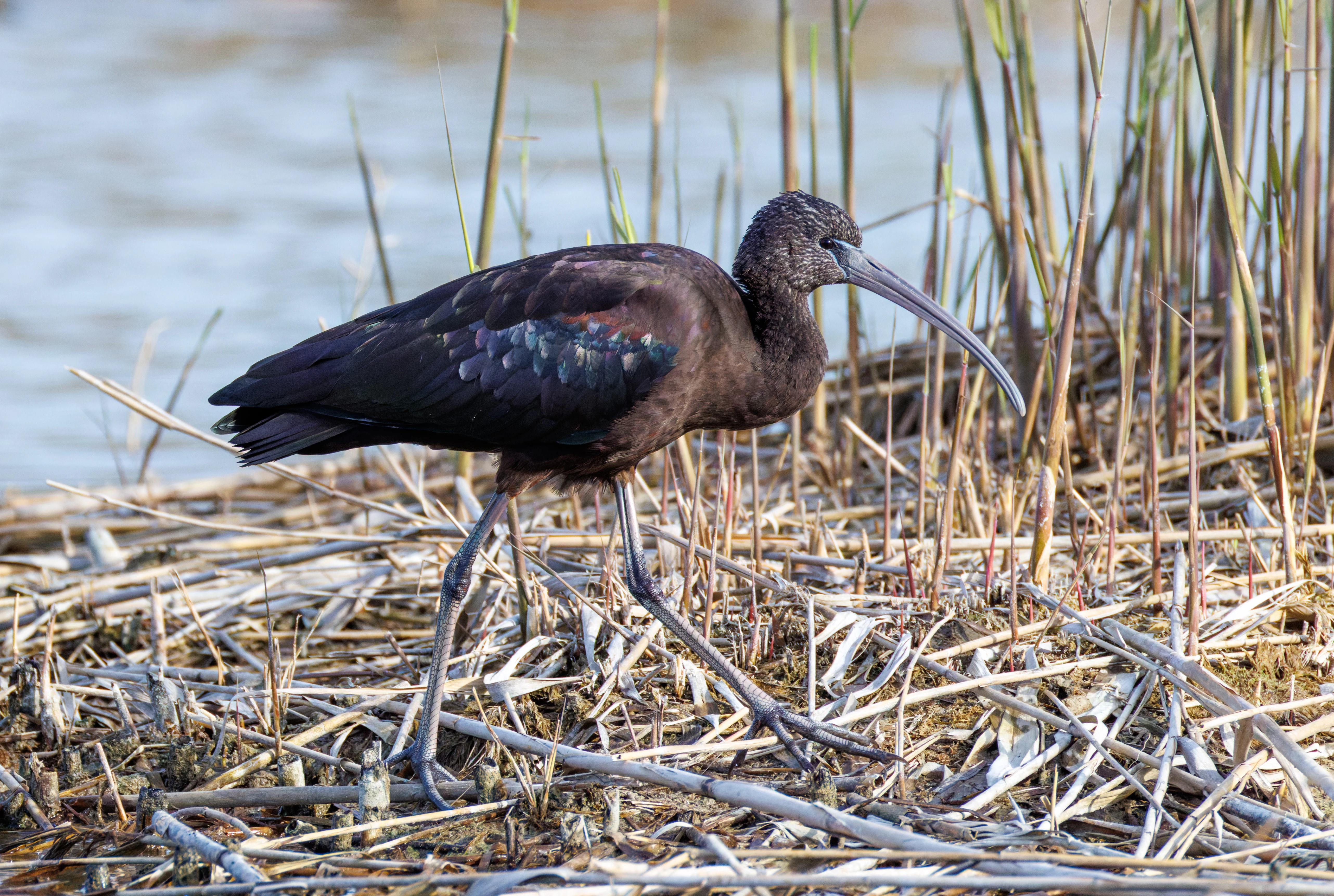 Glossy Ibis, El Hondo, Spain — photo by Orlando Prugel-Bennett