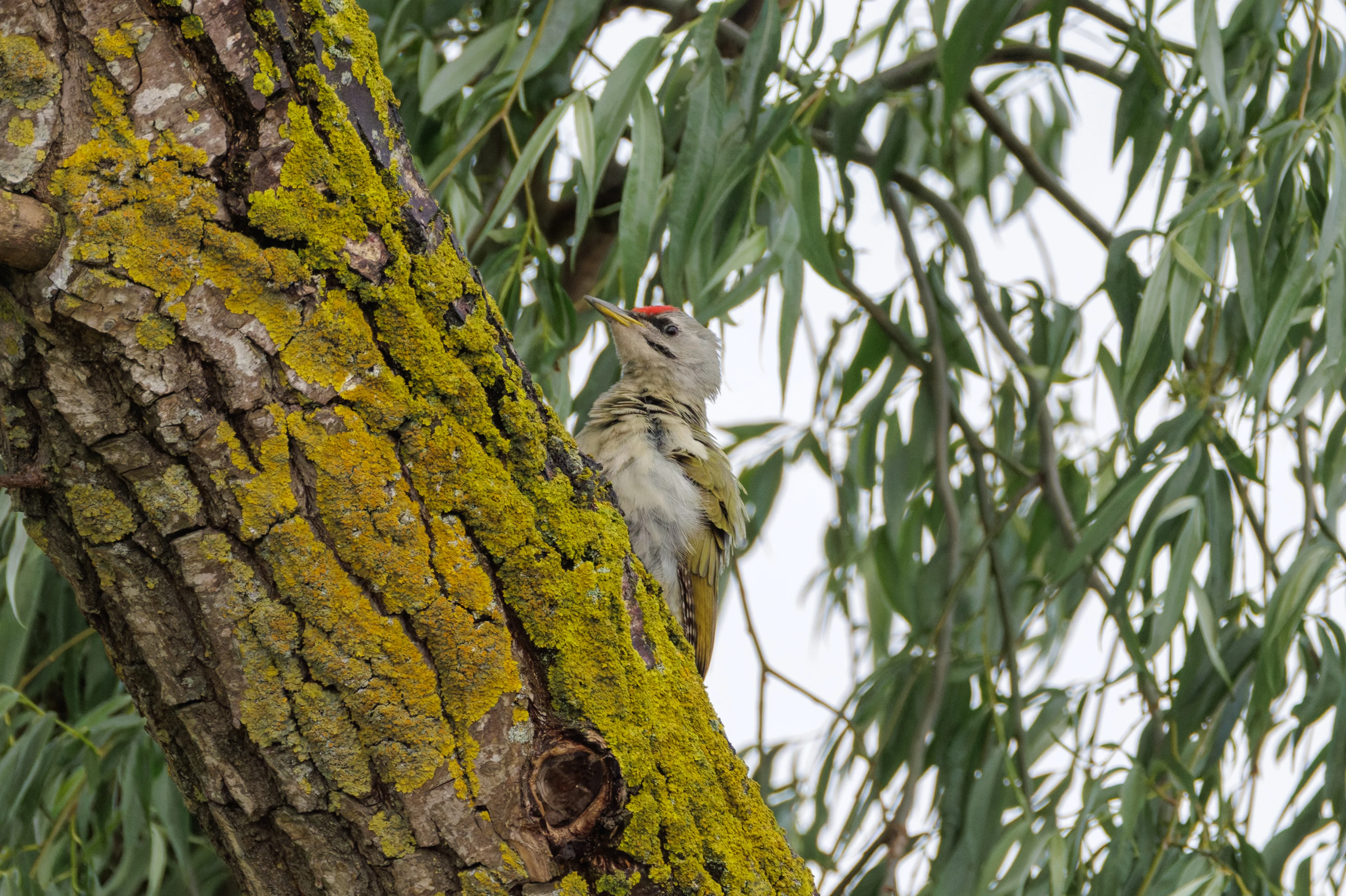 Grey-headed Woodpecker, Danube Delta, Romania — photo by Orlando Prugel-Bennett