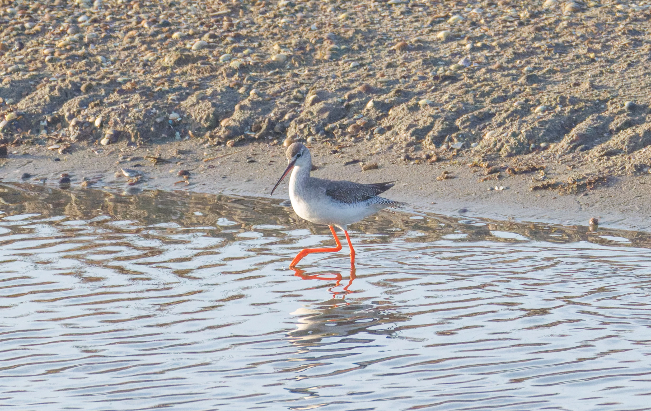 Common Redshank, Zeeland, Netherlands — photo by Orlando Prugel-Bennett