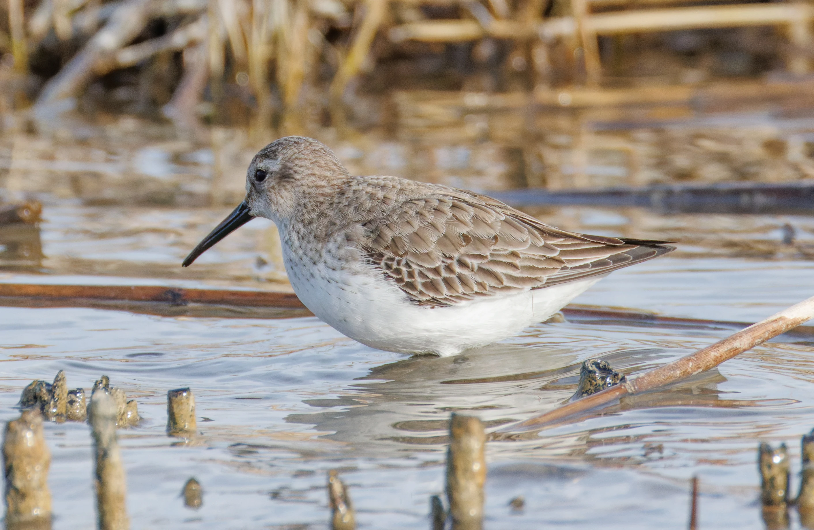 Dunlin, El Hondo, Spain — photo by Orlando Prugel-Bennett