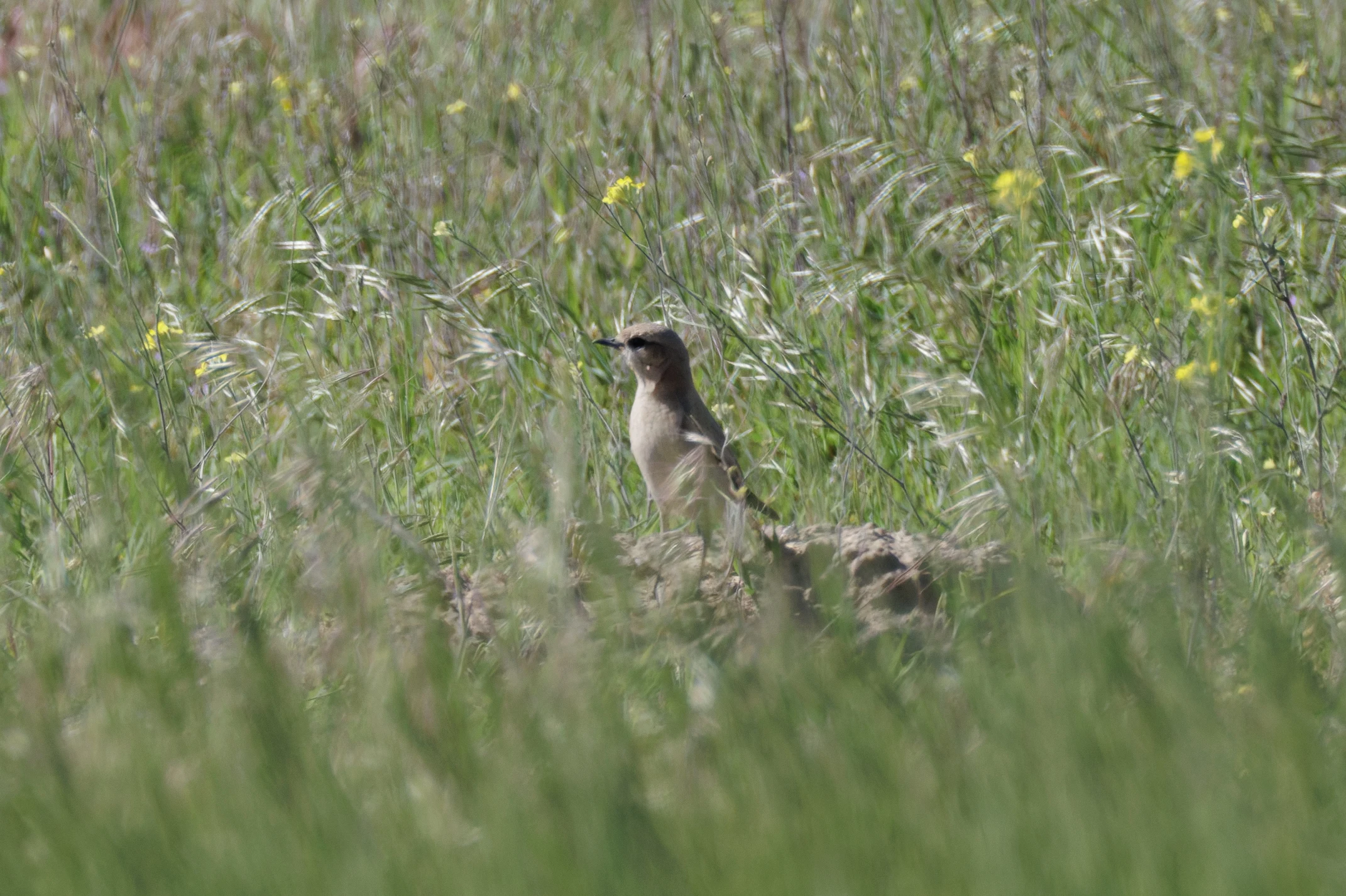 Northern Wheatear, Romanian Steppe, Romania — photo by Orlando Prugel-Bennett