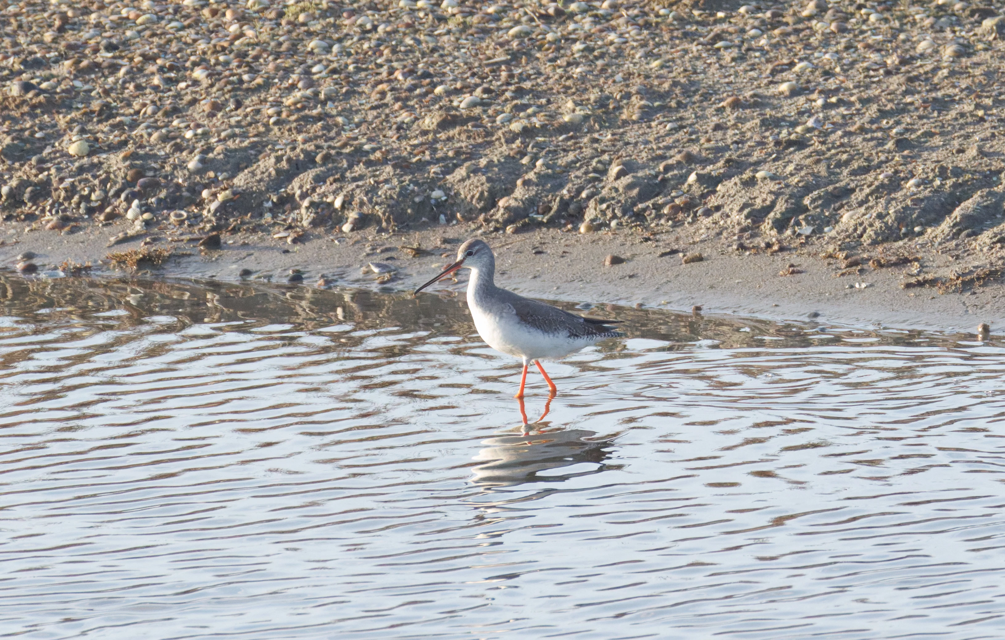 Common Redshank, Zeeland, Netherlands — photo by Orlando Prugel-Bennett