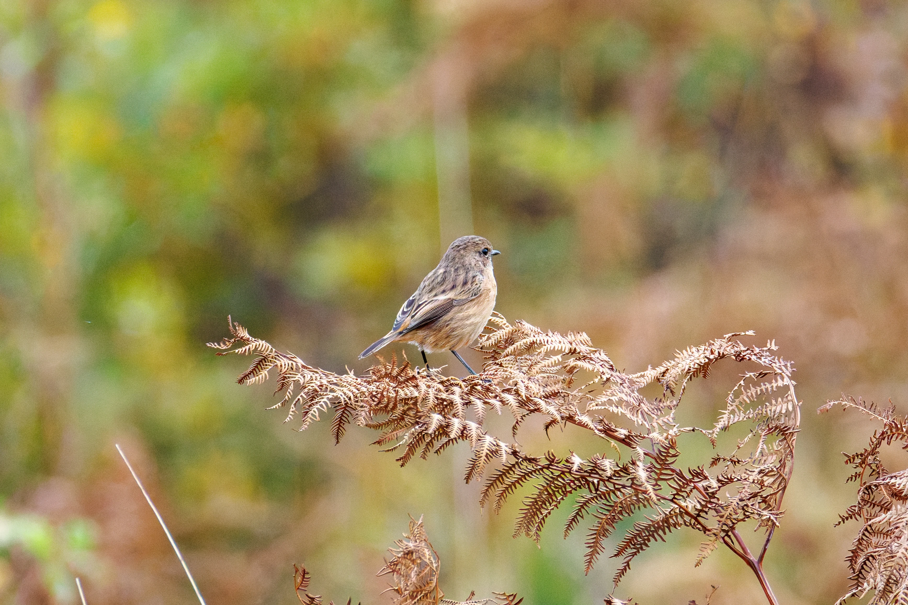 European Stonechat, Hawkhill, Hampshire, UK — photo by Orlando Prugel-Bennett