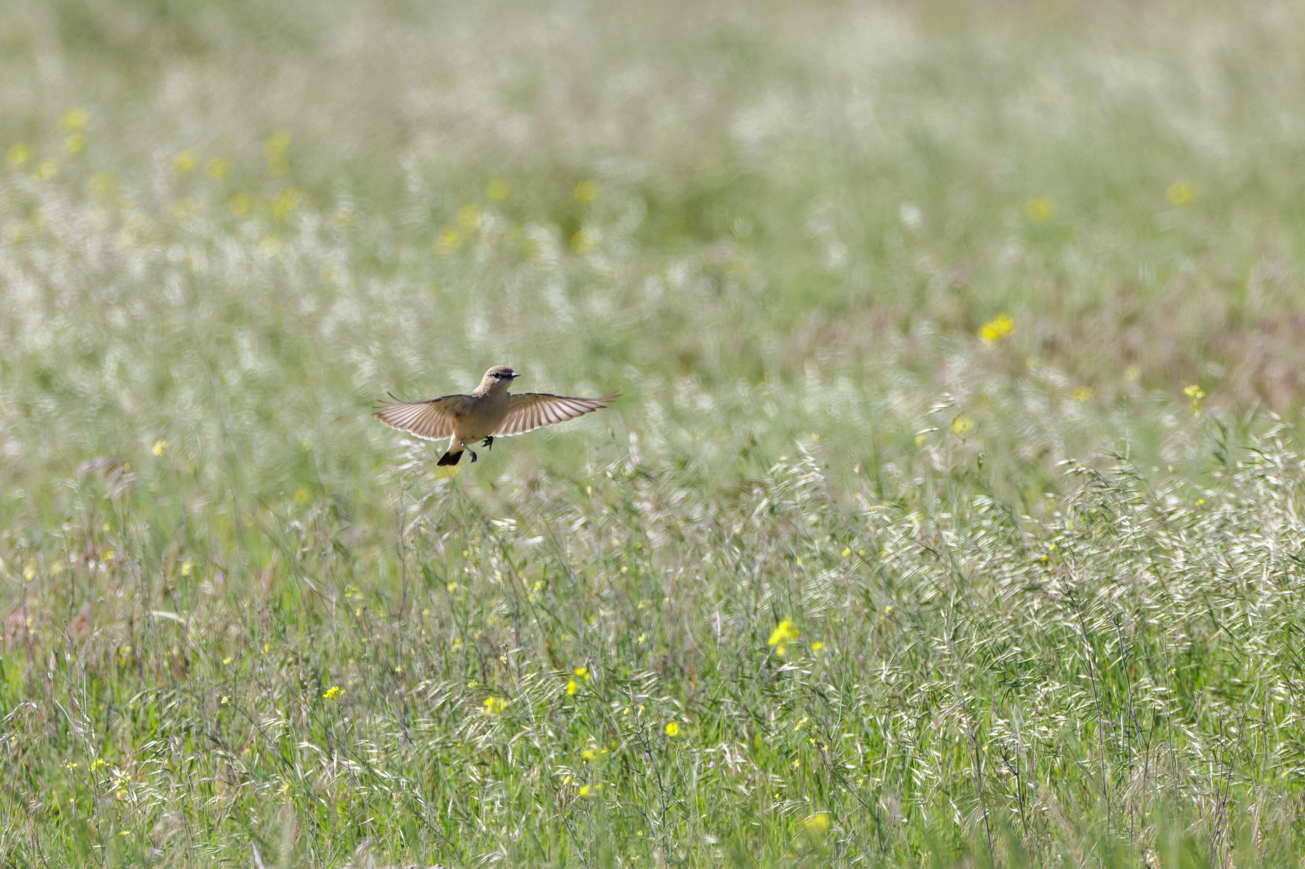 Isabelline Wheatear, Romanian Steppe, Romania — photo by Orlando Prugel-Bennett